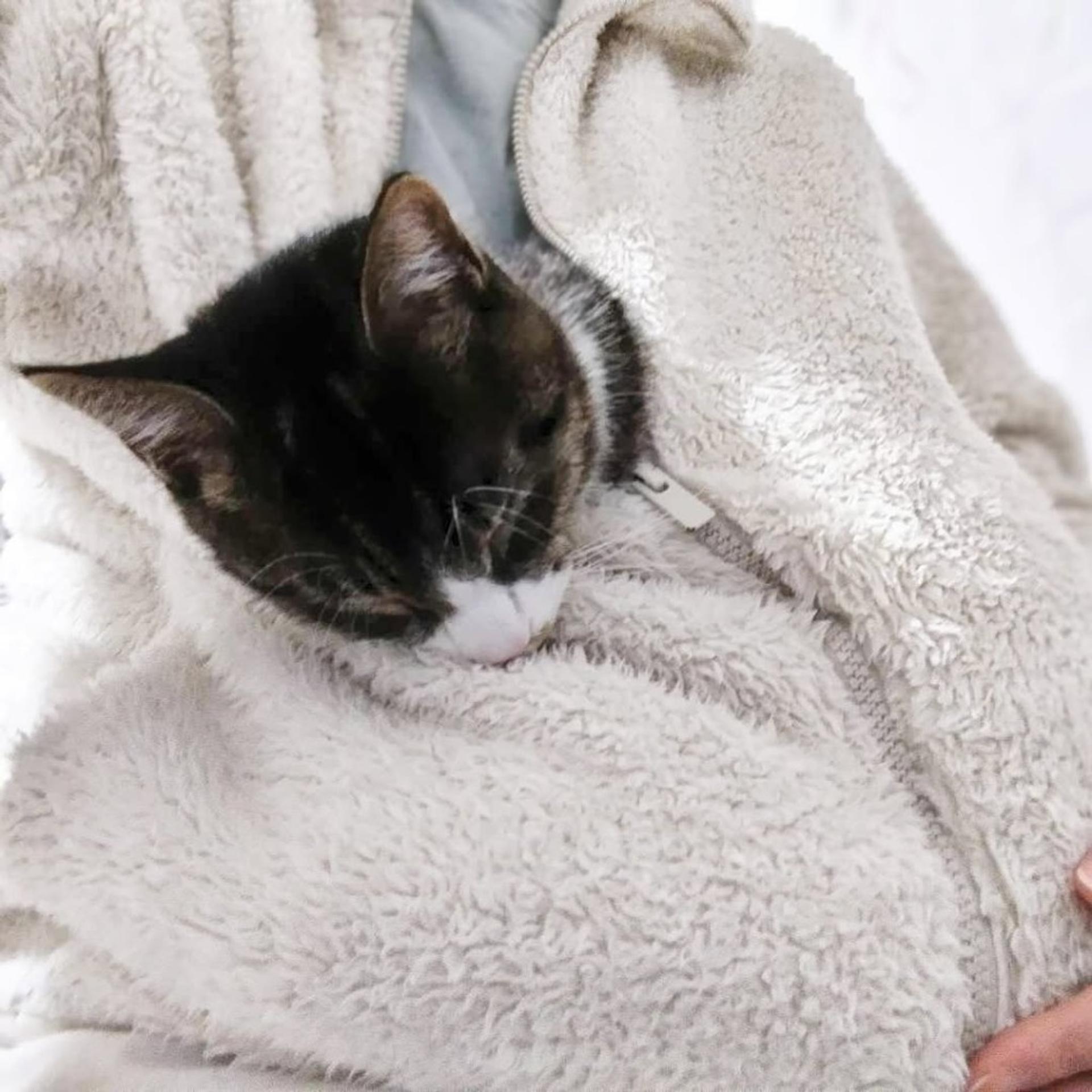 pet-image-3