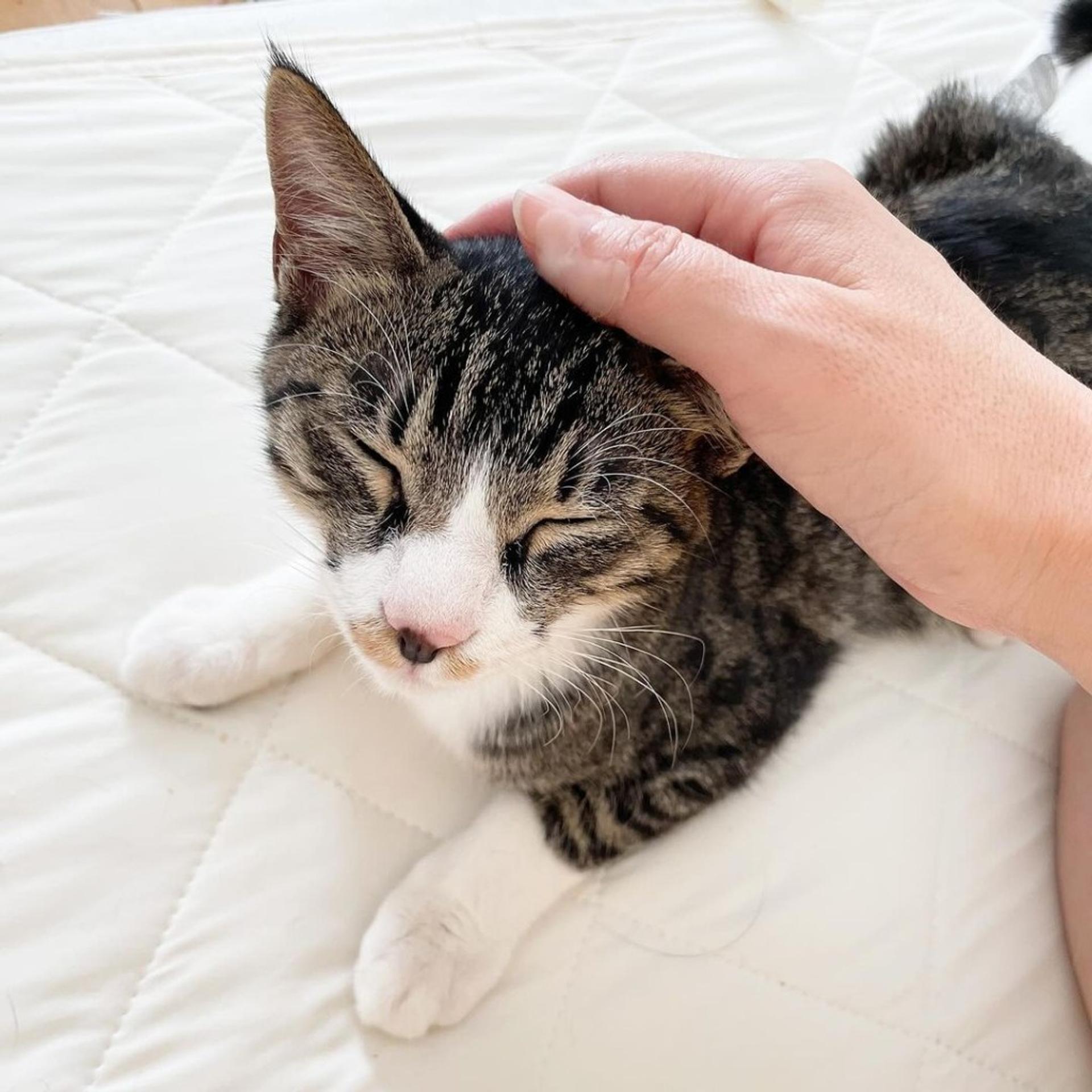 pet-image-8