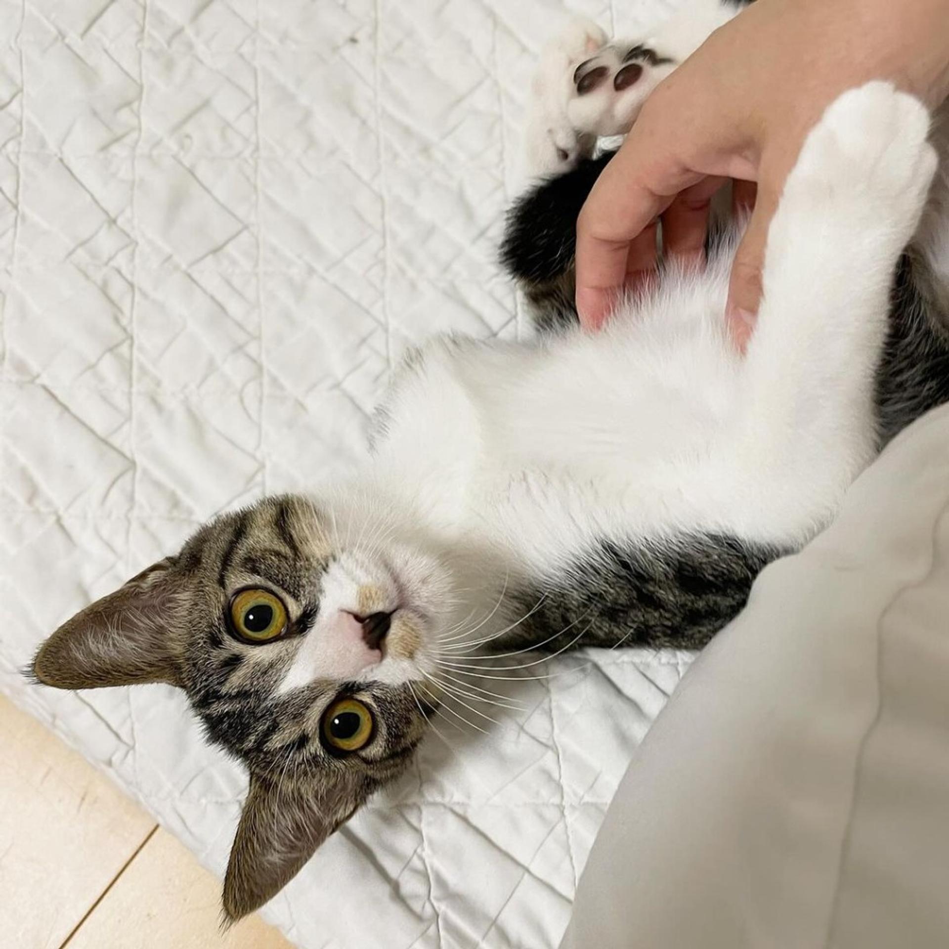 pet-image-9