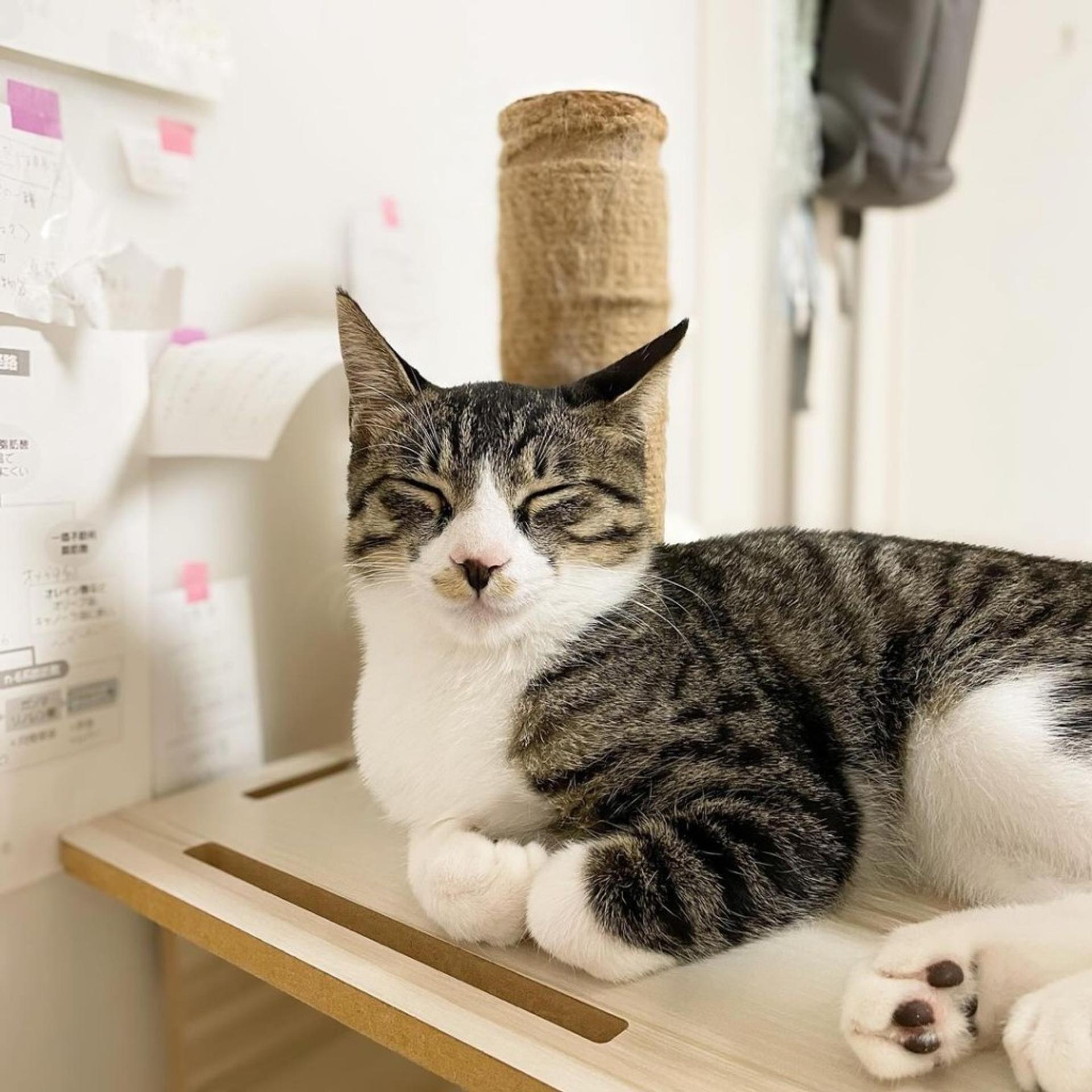 pet-image-5
