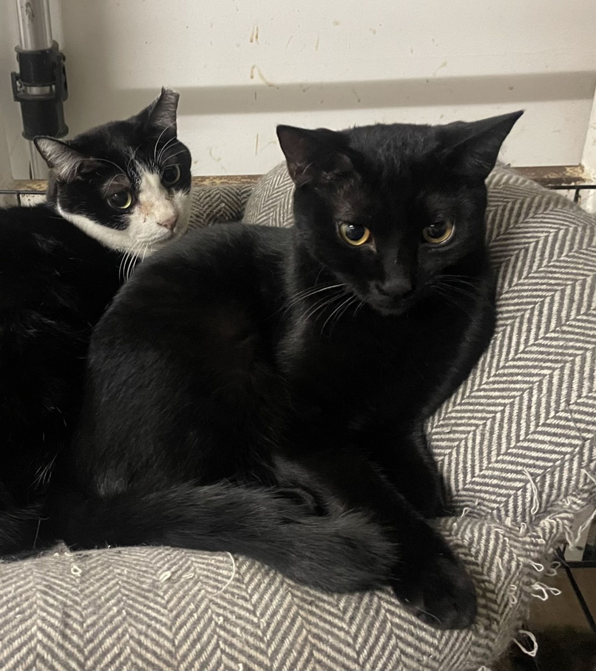 雑種（ミックス猫）・メスの里親募集の写真
