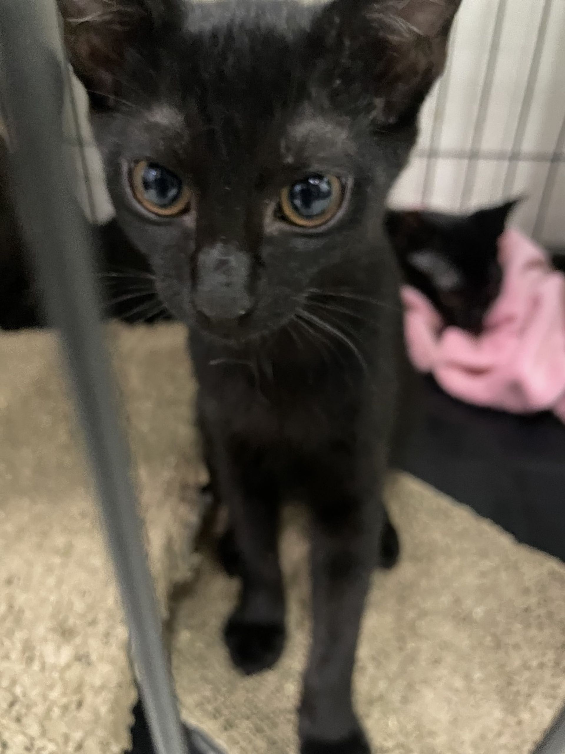 雑種（ミックス猫）・メスの里親募集の写真