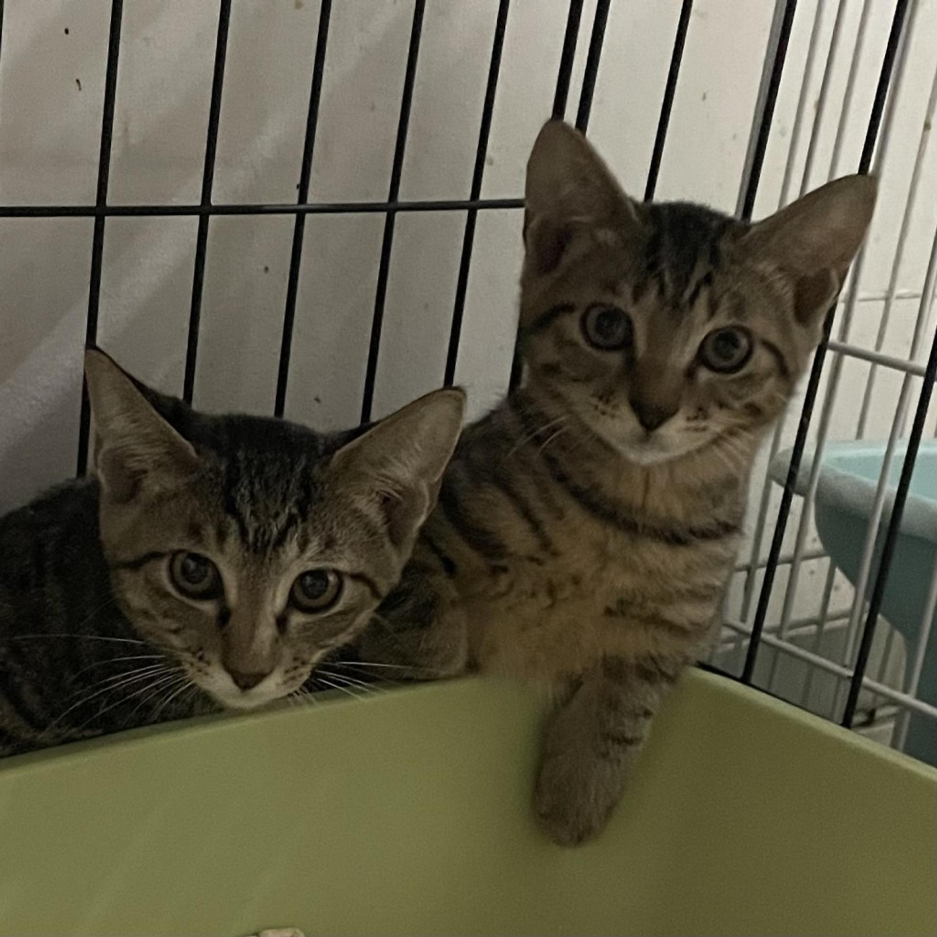 pet-image-7