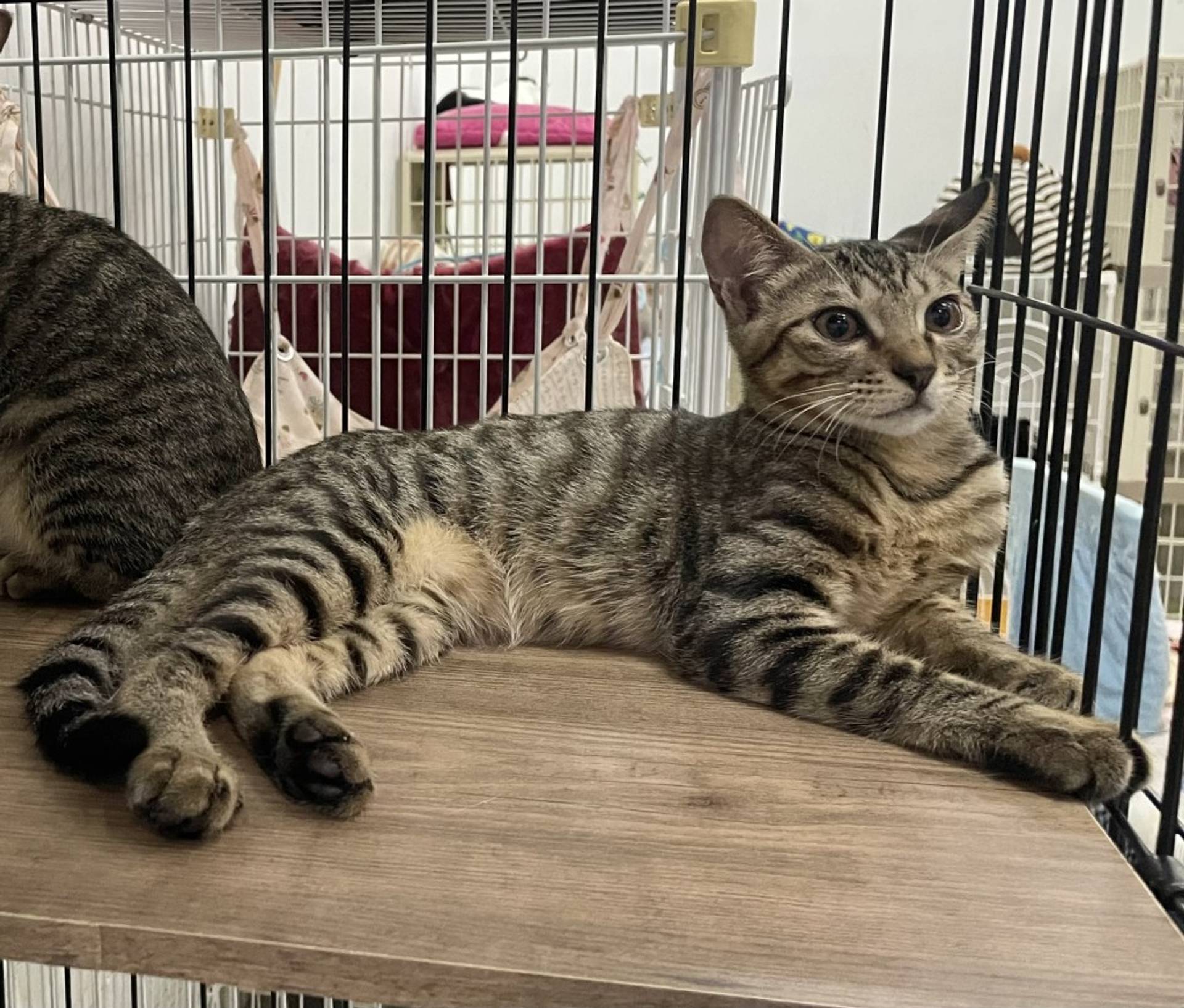 雑種（ミックス猫）・オスの里親募集の写真