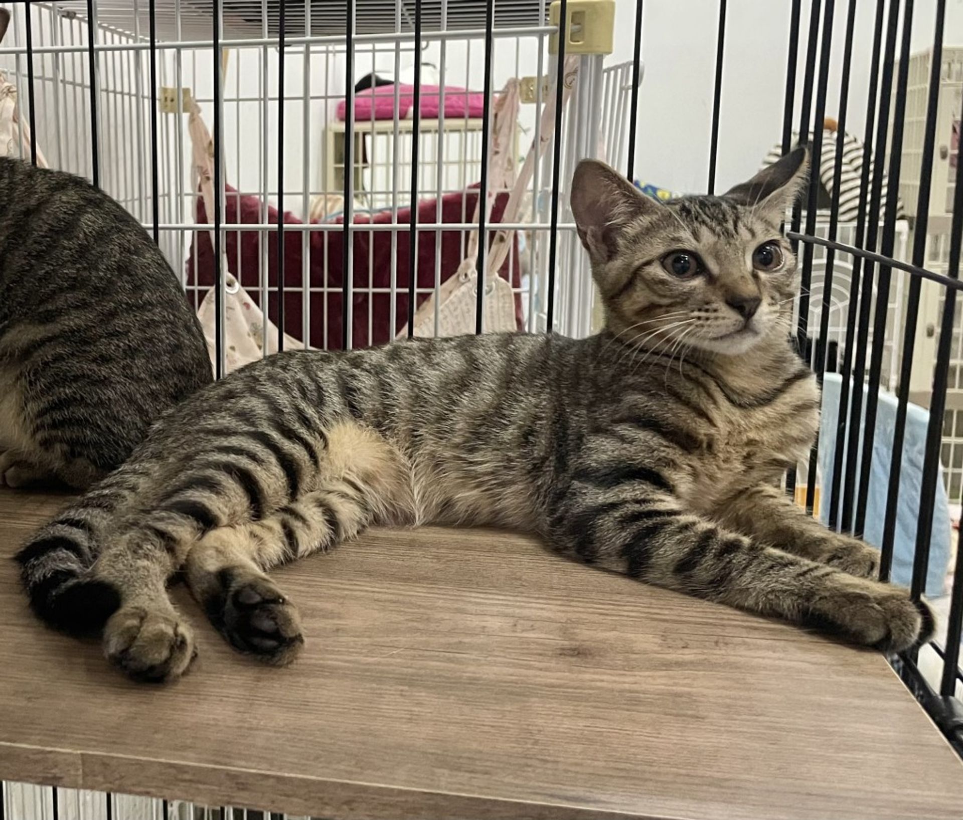 雑種（ミックス猫）・オスの里親募集の写真