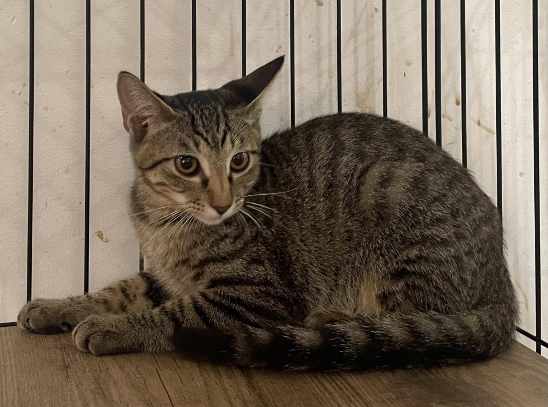 pet-image-5