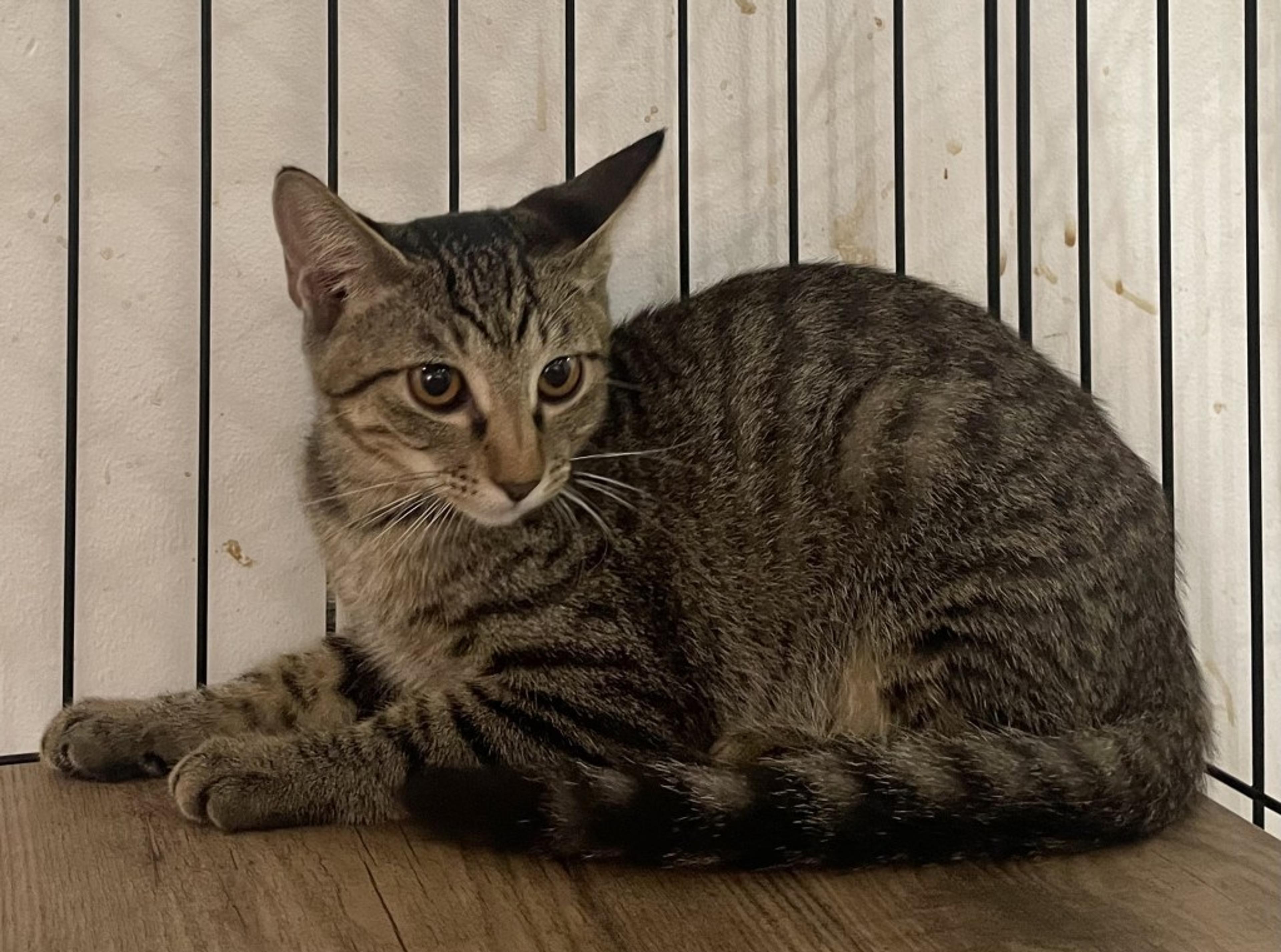 pet-image-5