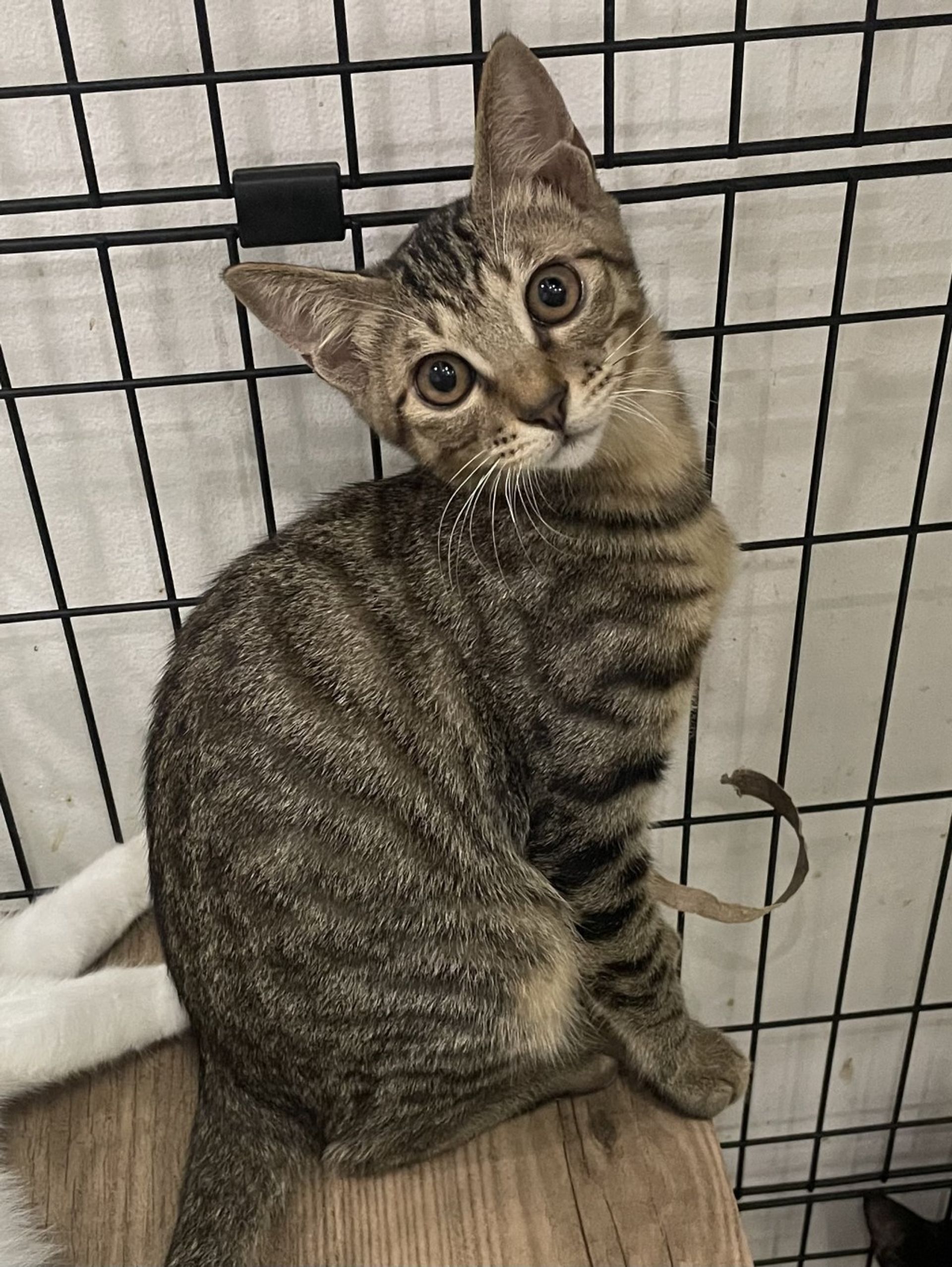 雑種（ミックス猫）・メスの里親募集の写真