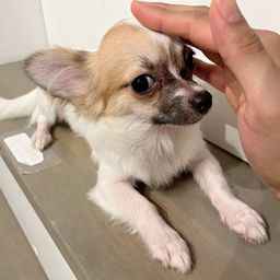 thumb-0