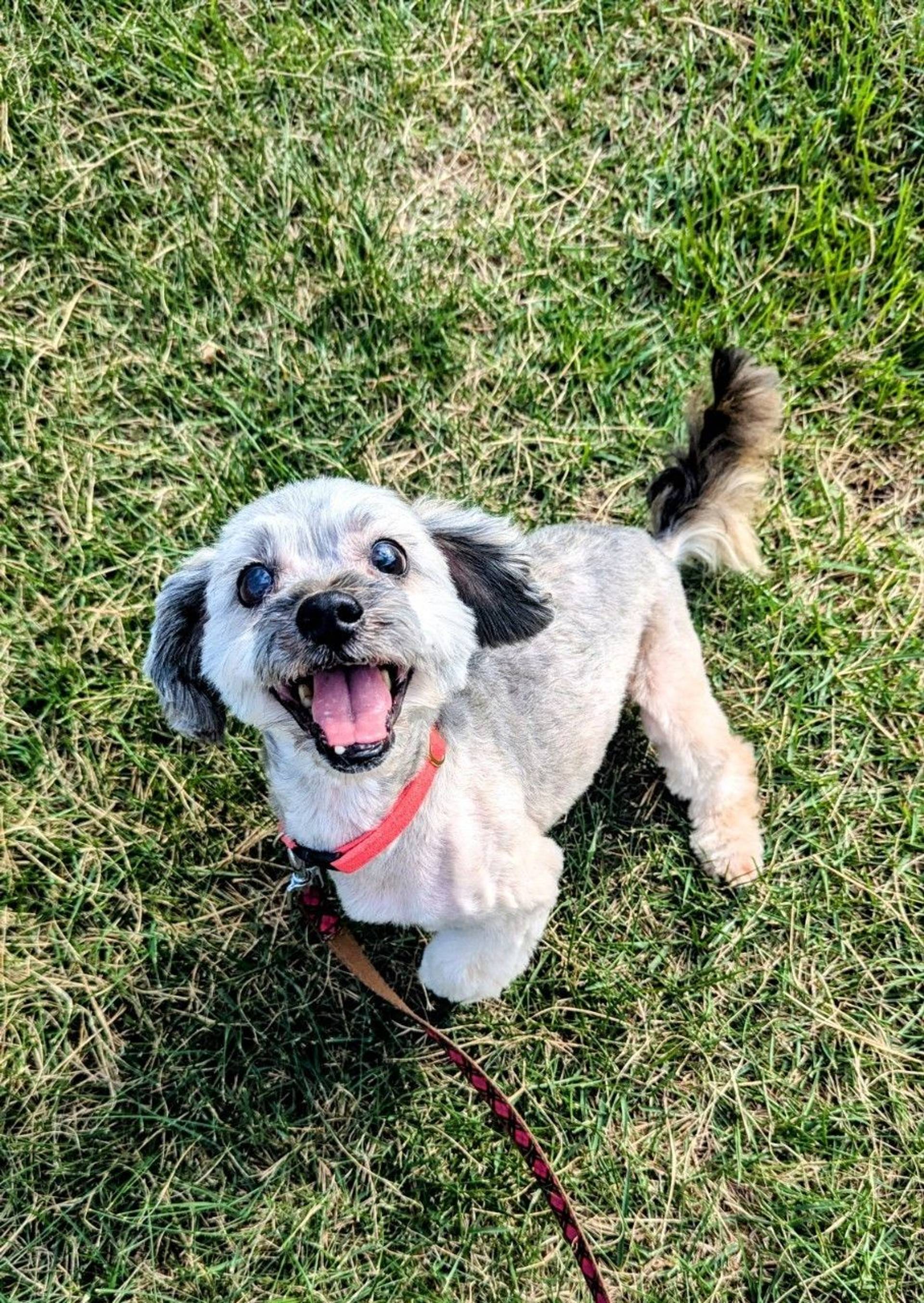 雑種（ミックス犬）・オスの里親募集の写真