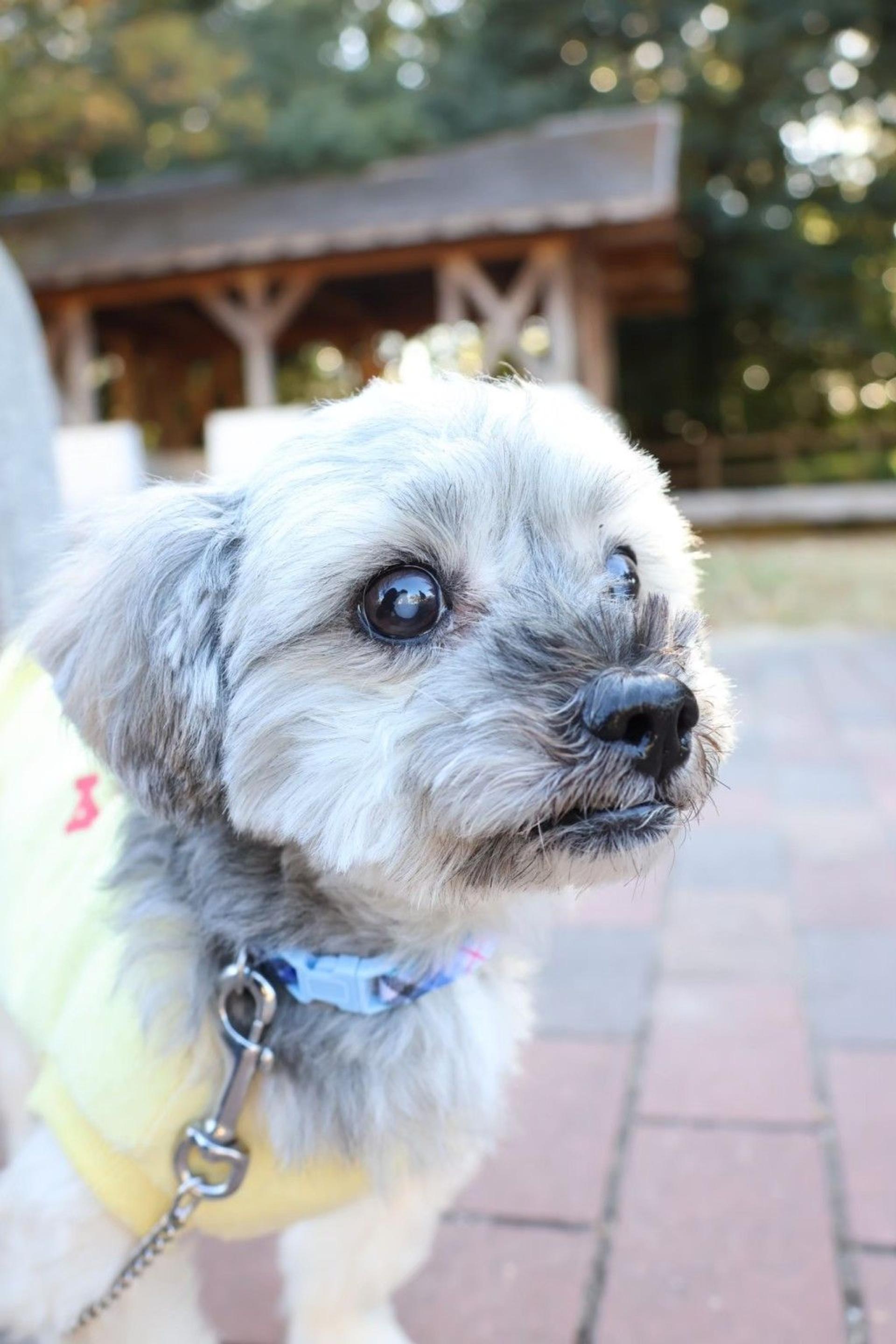 pet-image-3