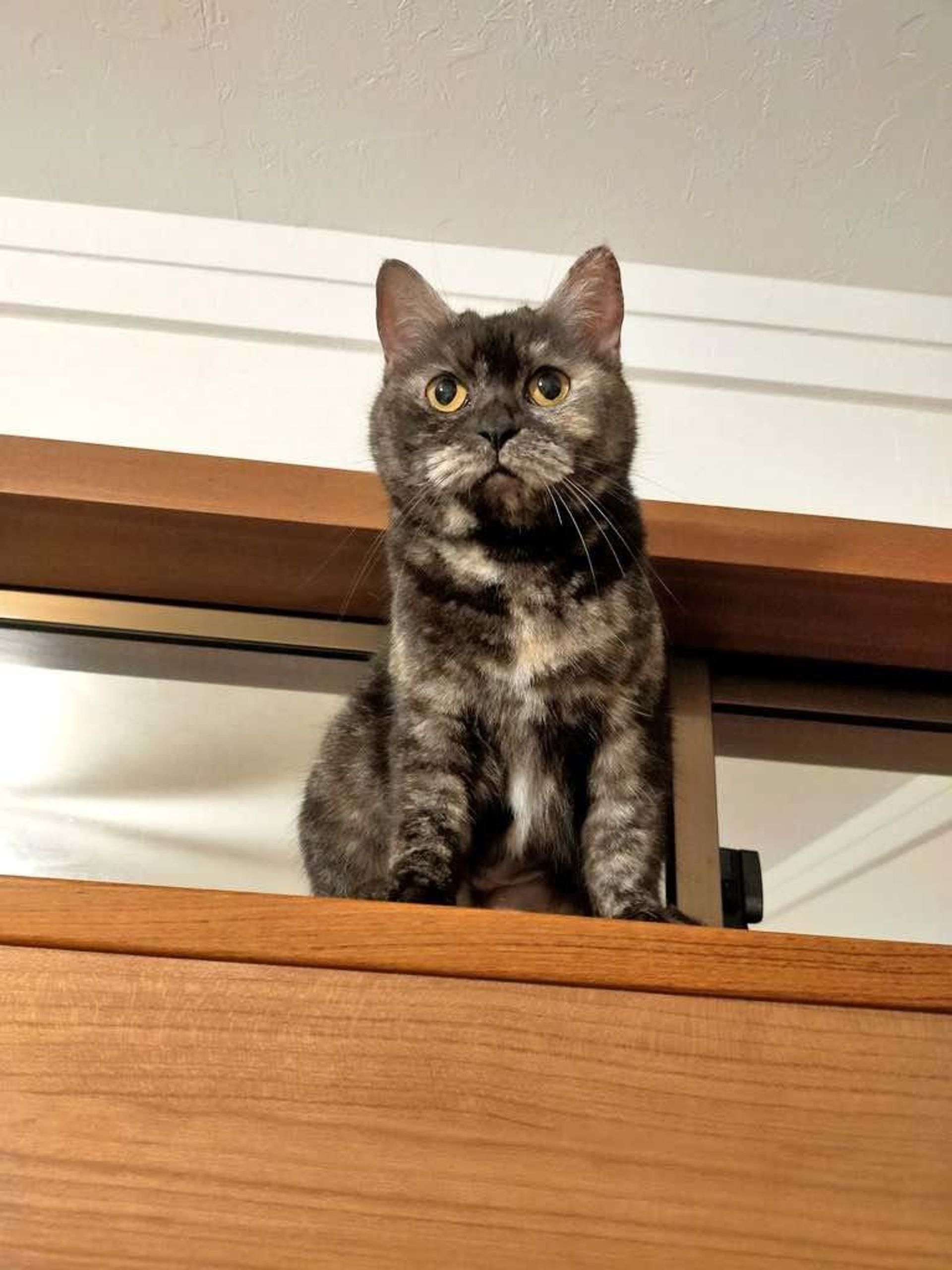 雑種（ミックス猫）・メスの里親募集の写真