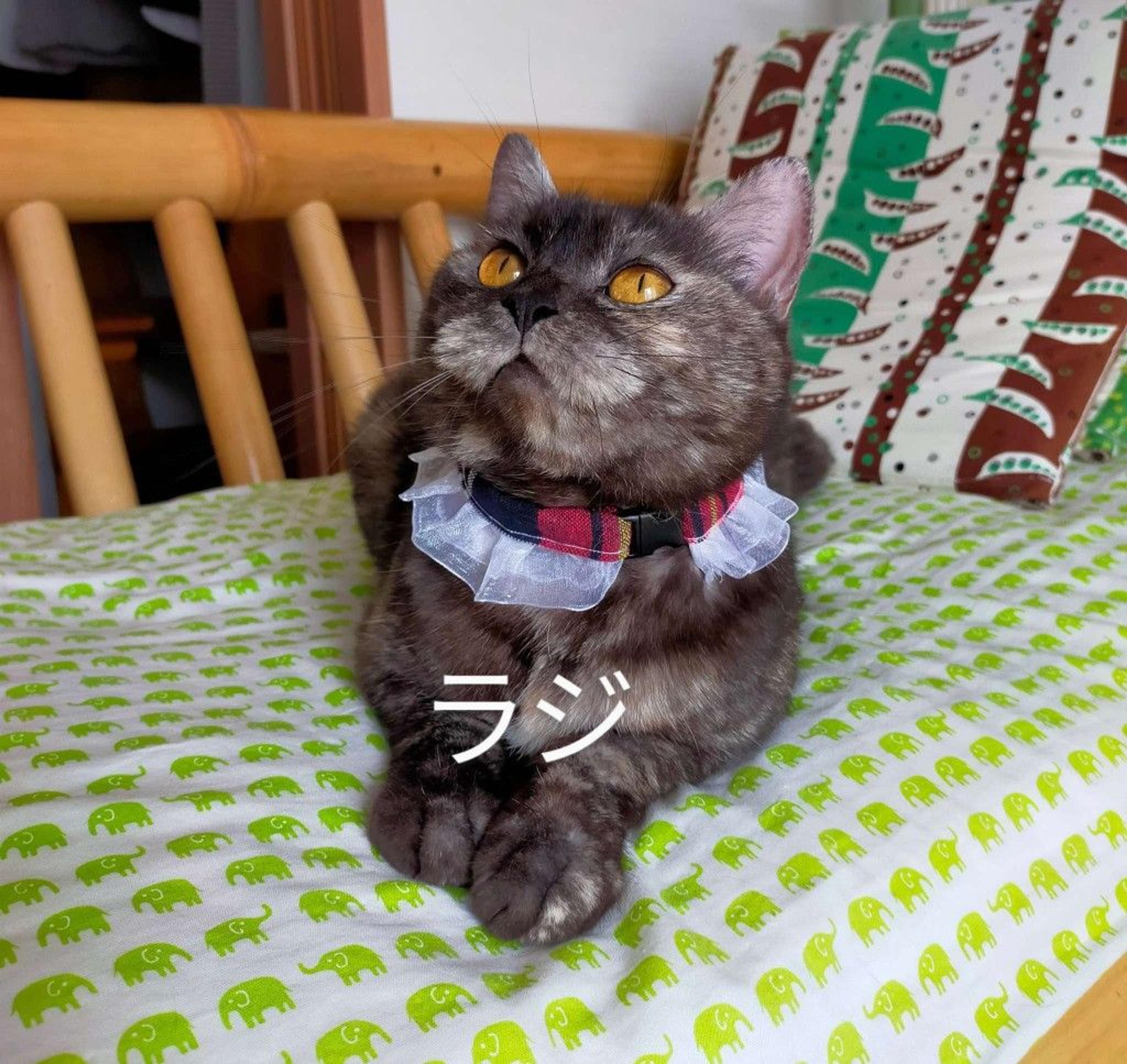 pet-image-4