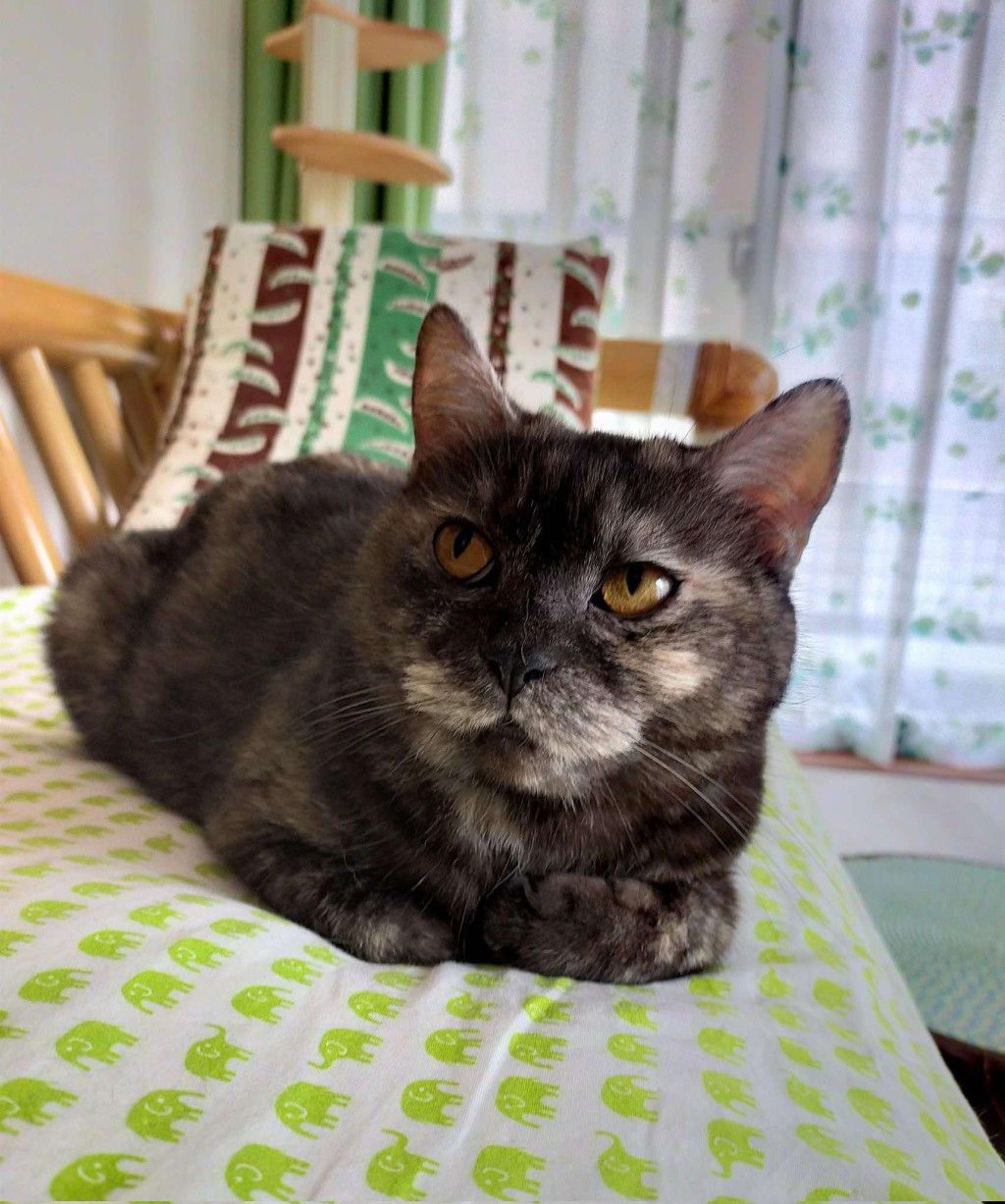 pet-image-6