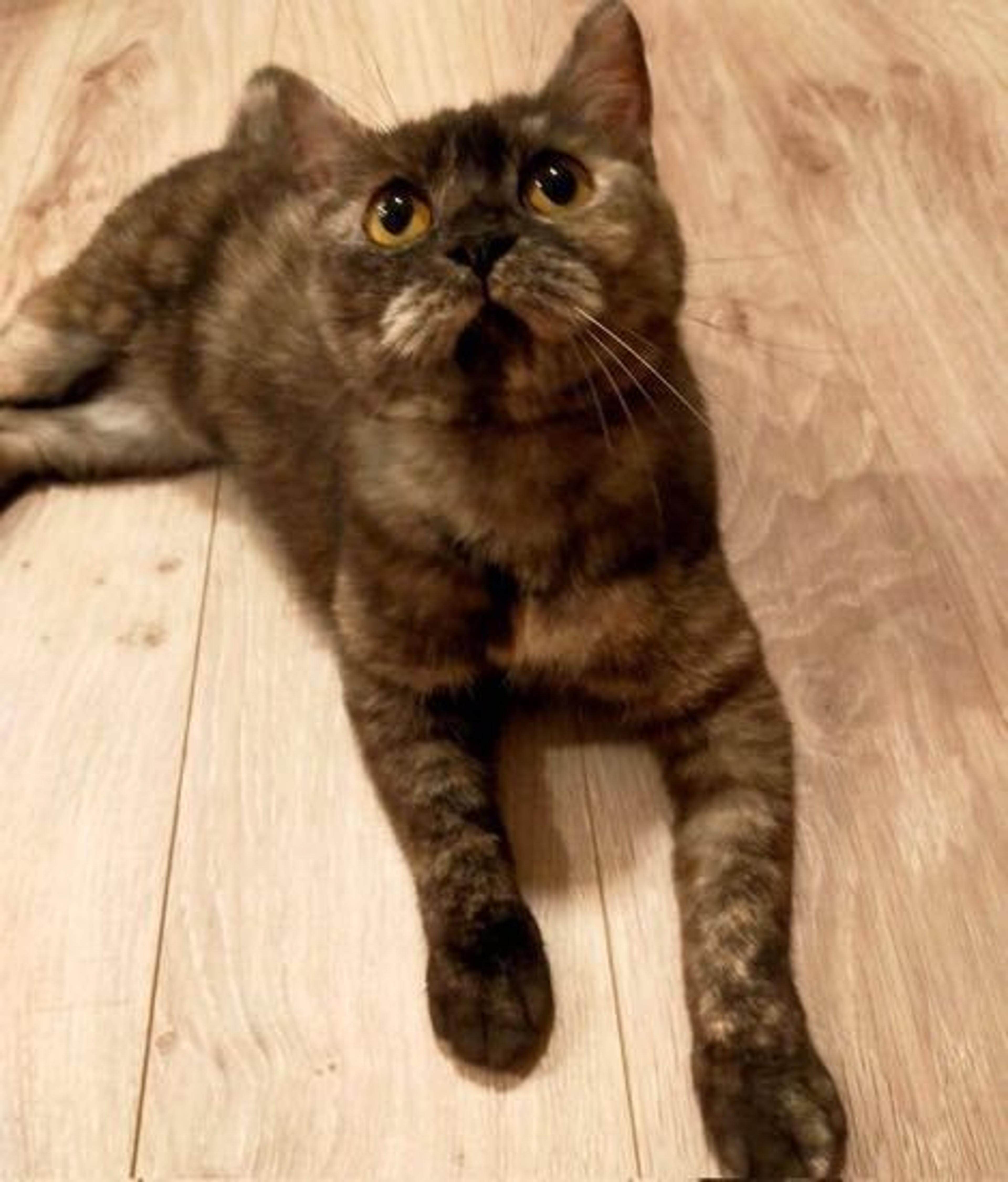 pet-image-9