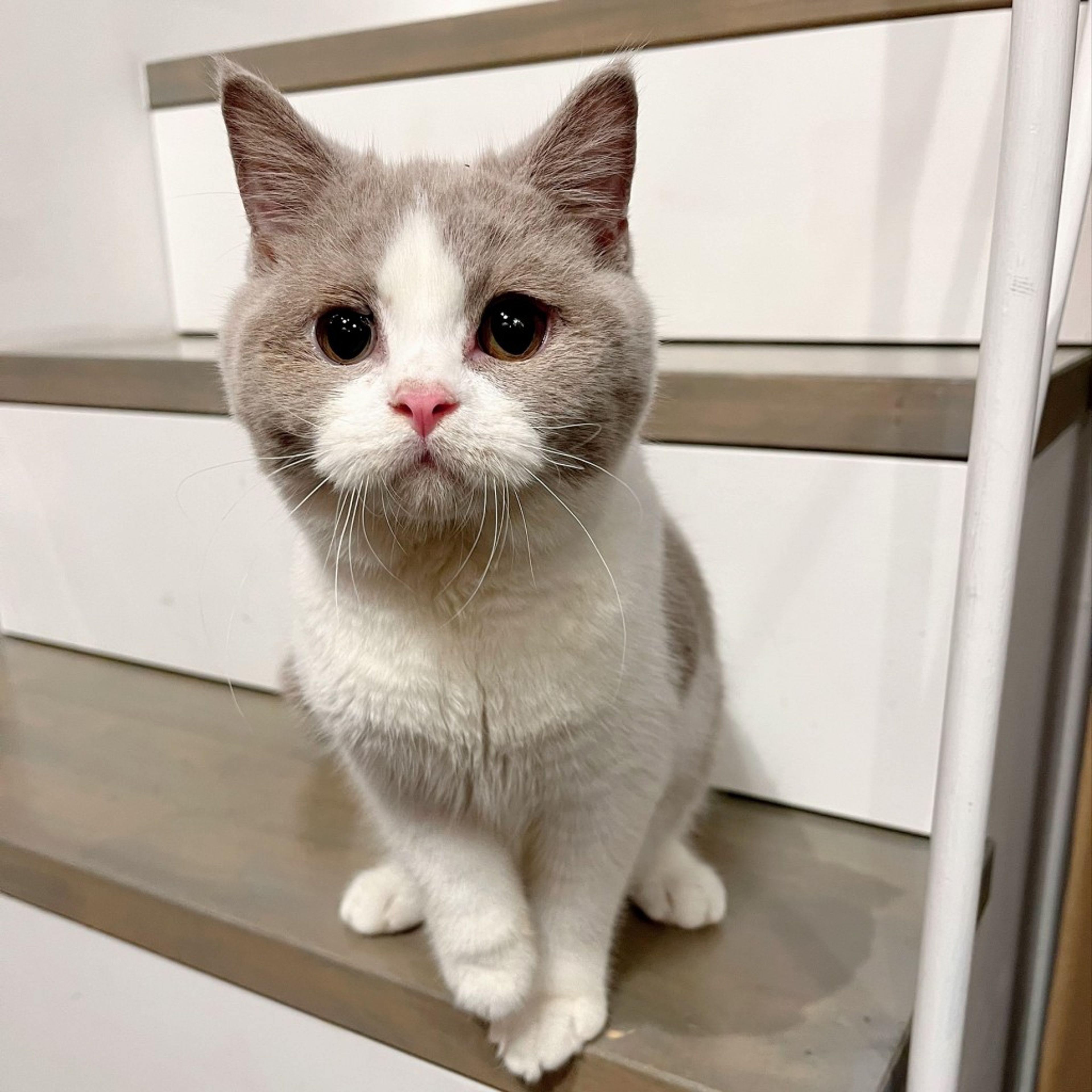 pet-image-4