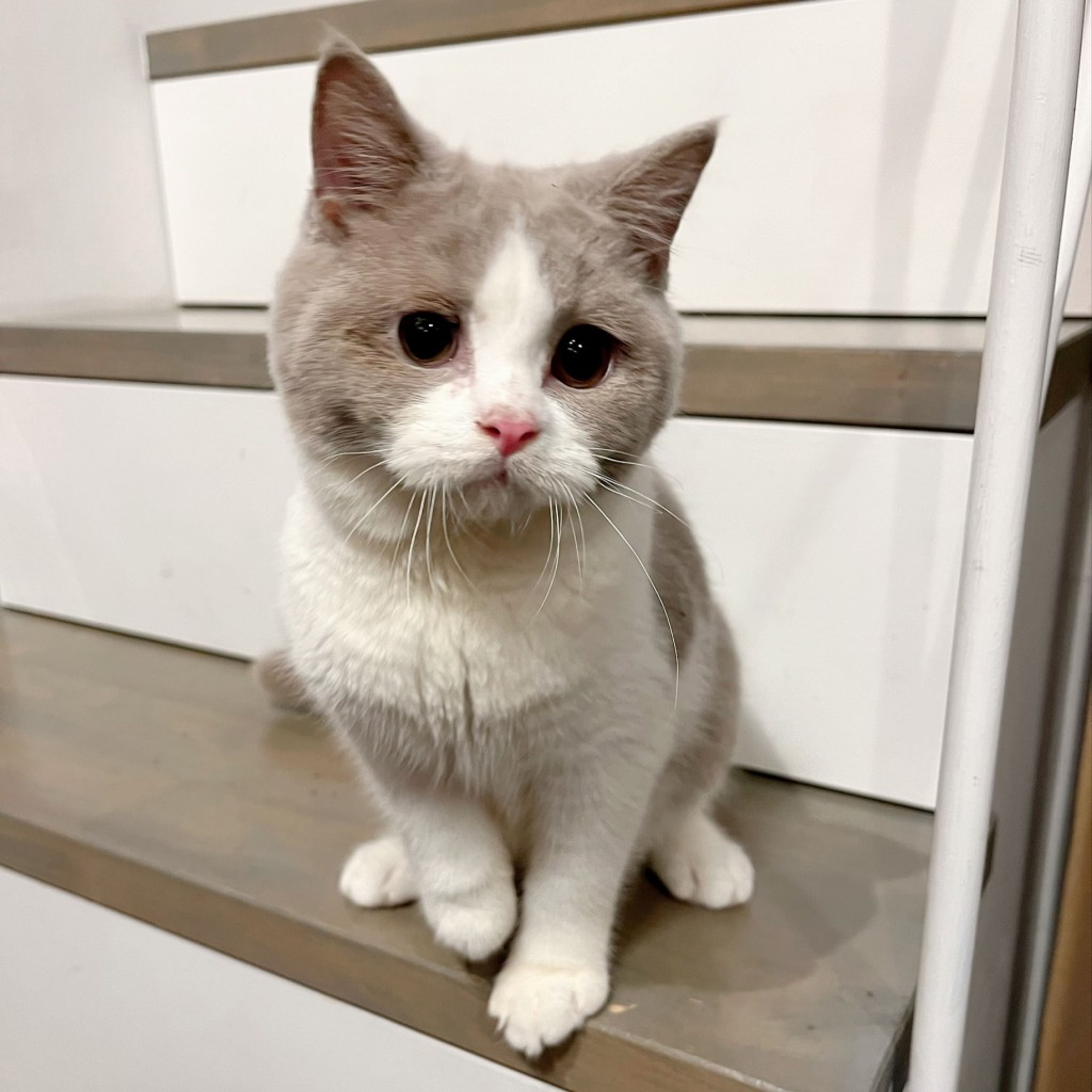 pet-image-5