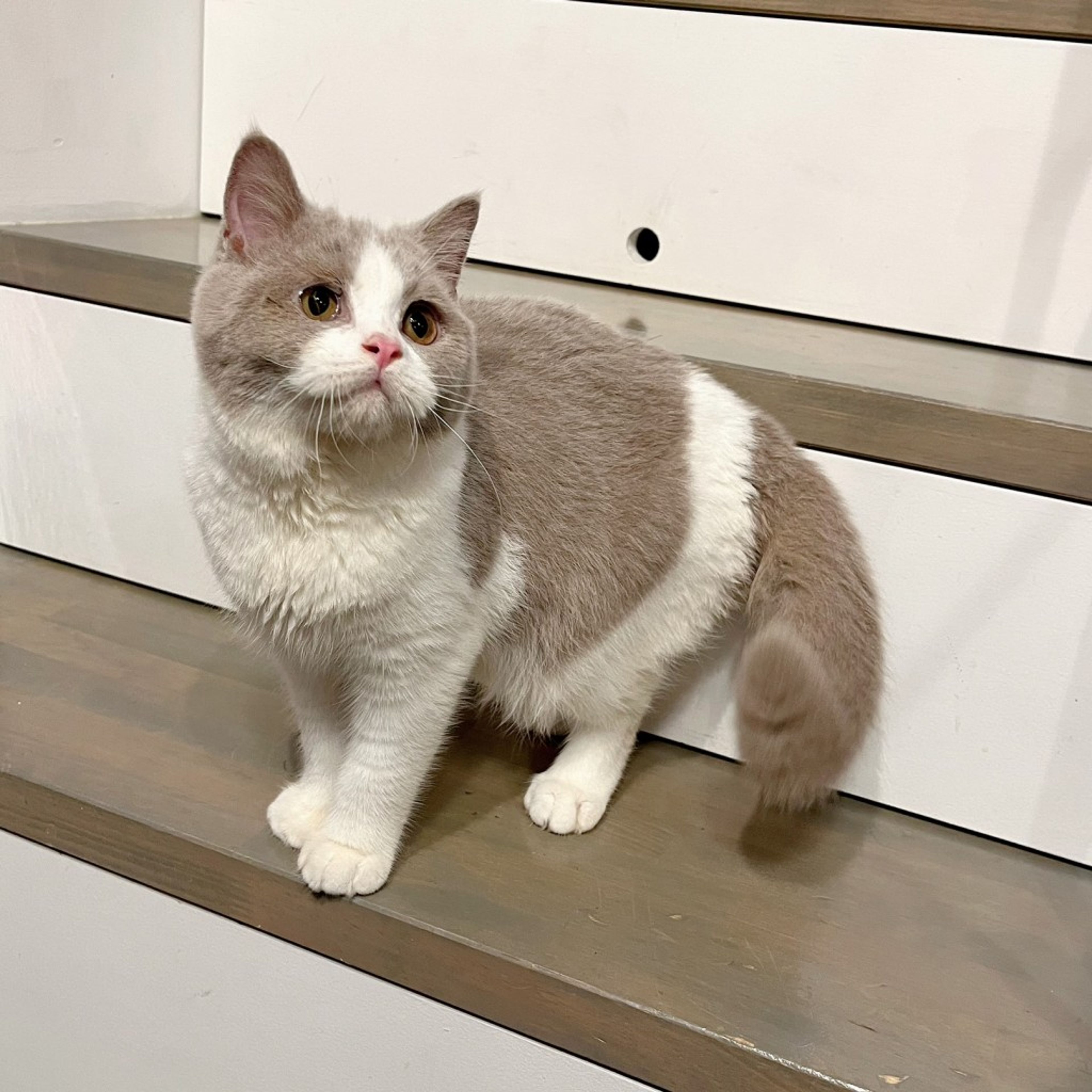 pet-image-6