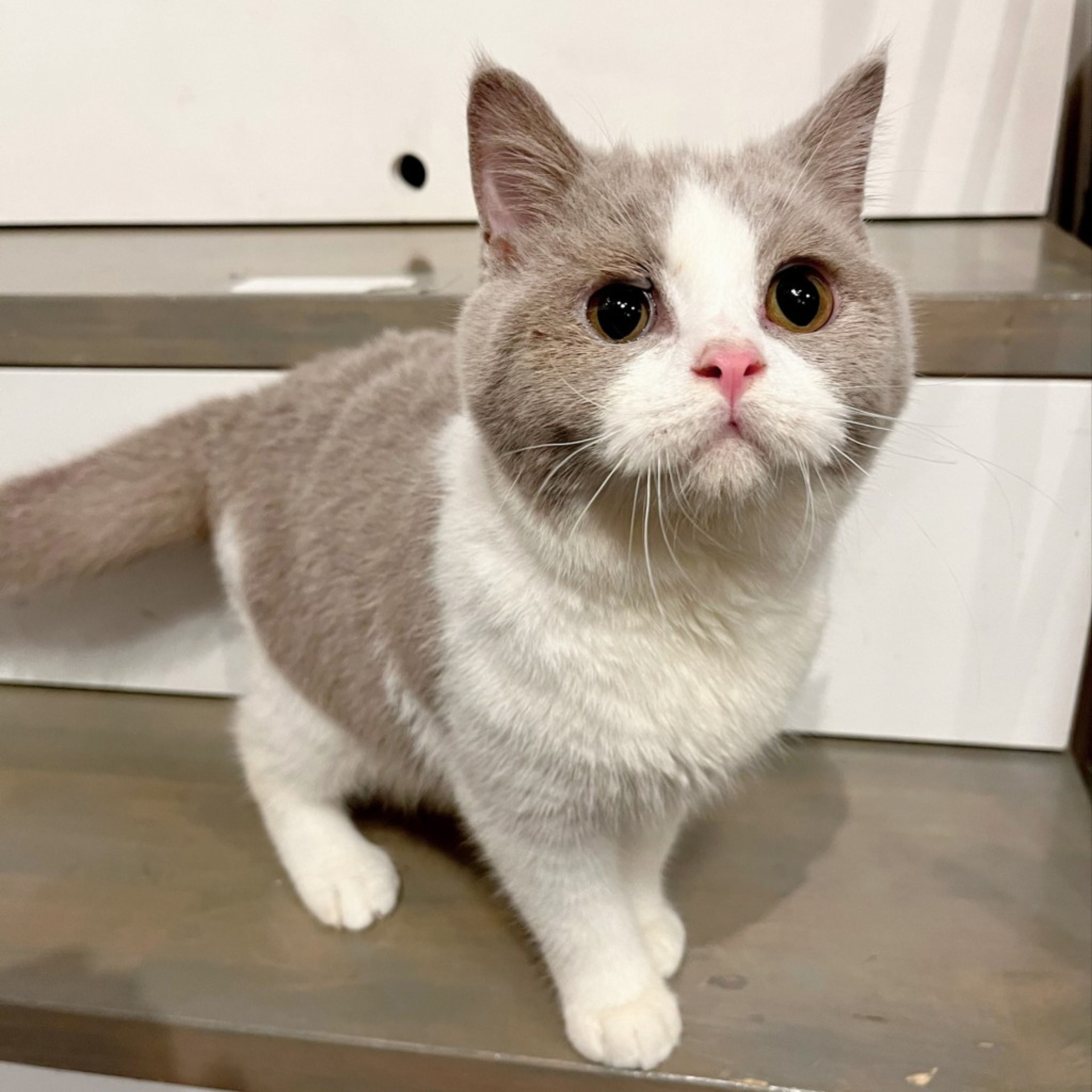 pet-image-2
