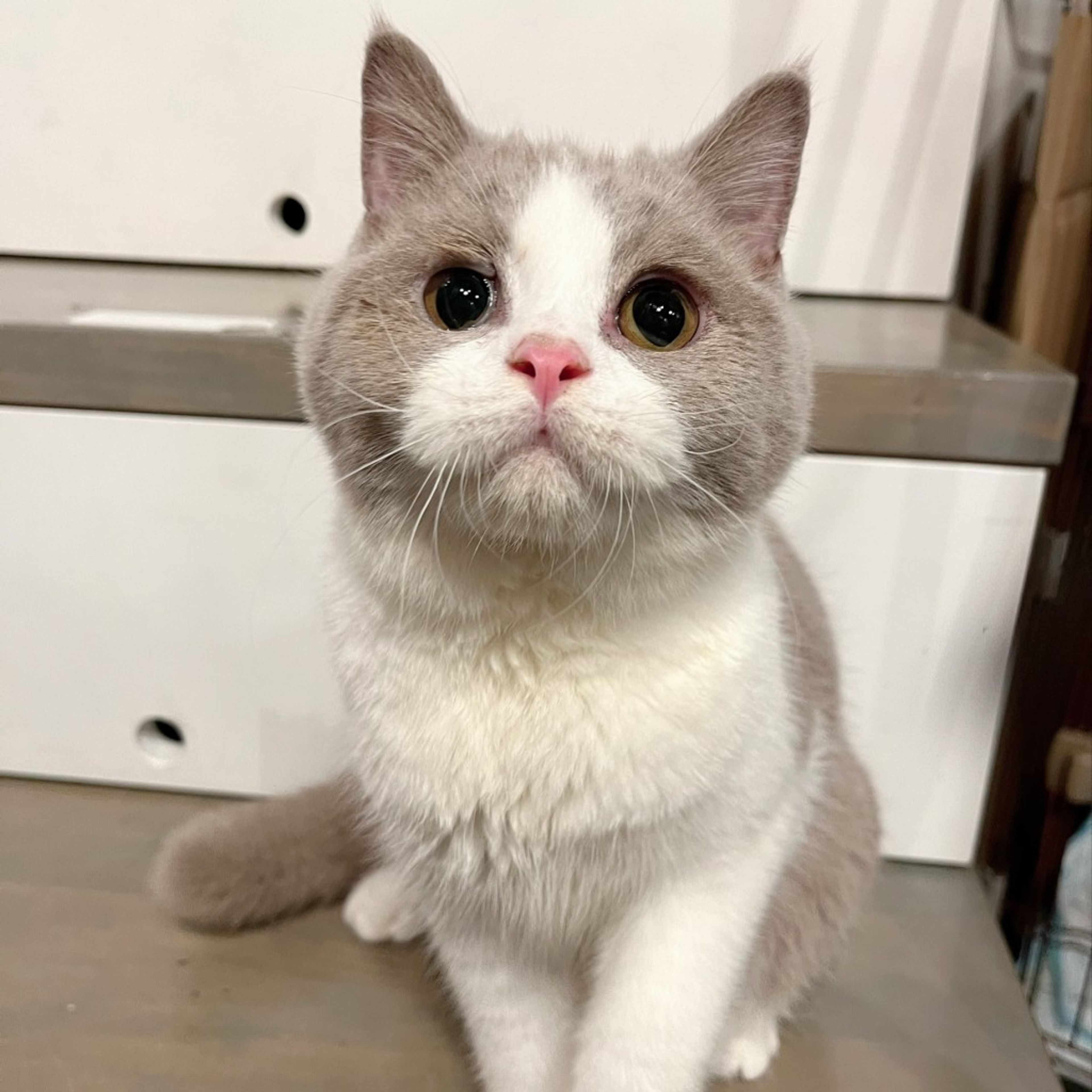 ブリティッシュショートヘア・メスの里親募集の写真
