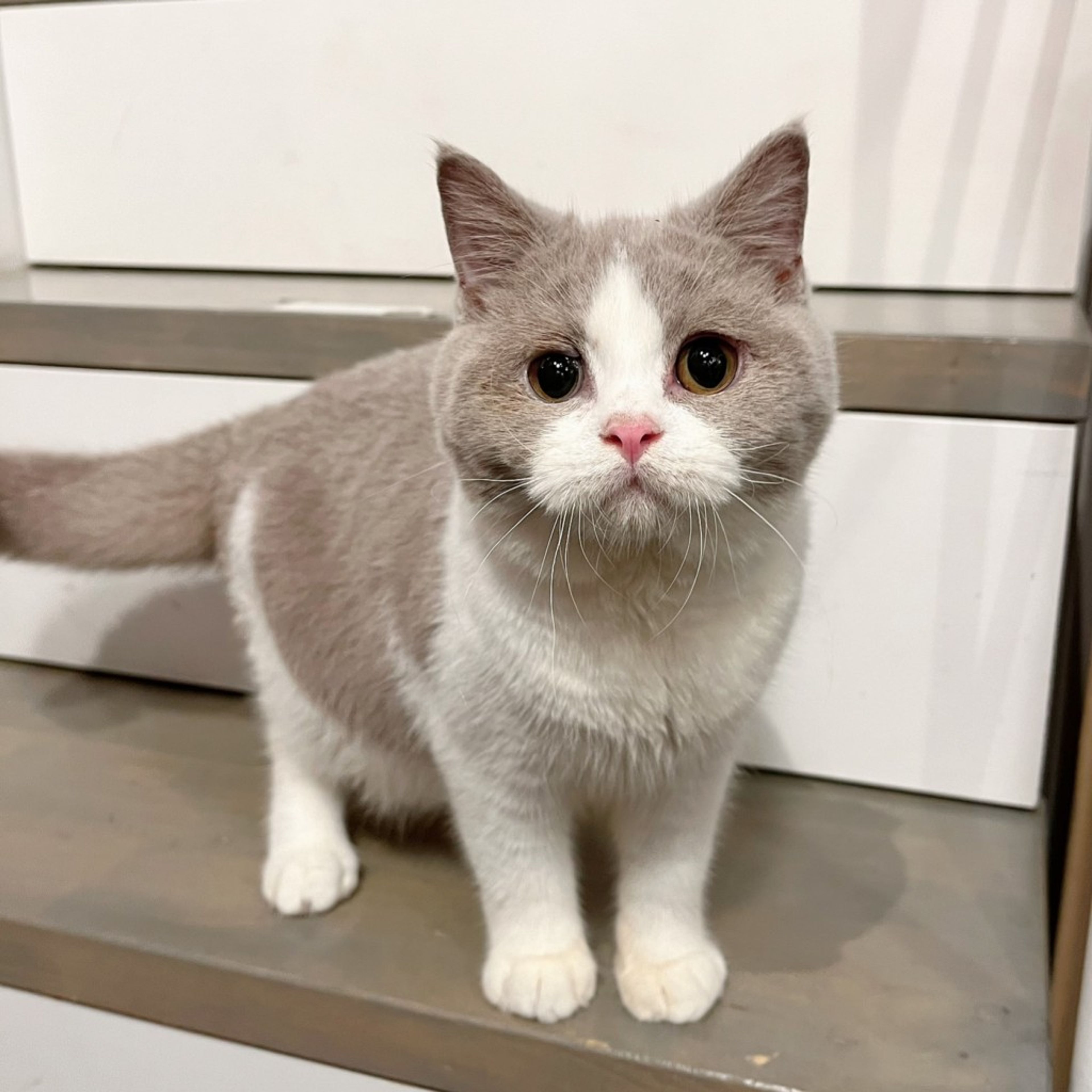 pet-image-3