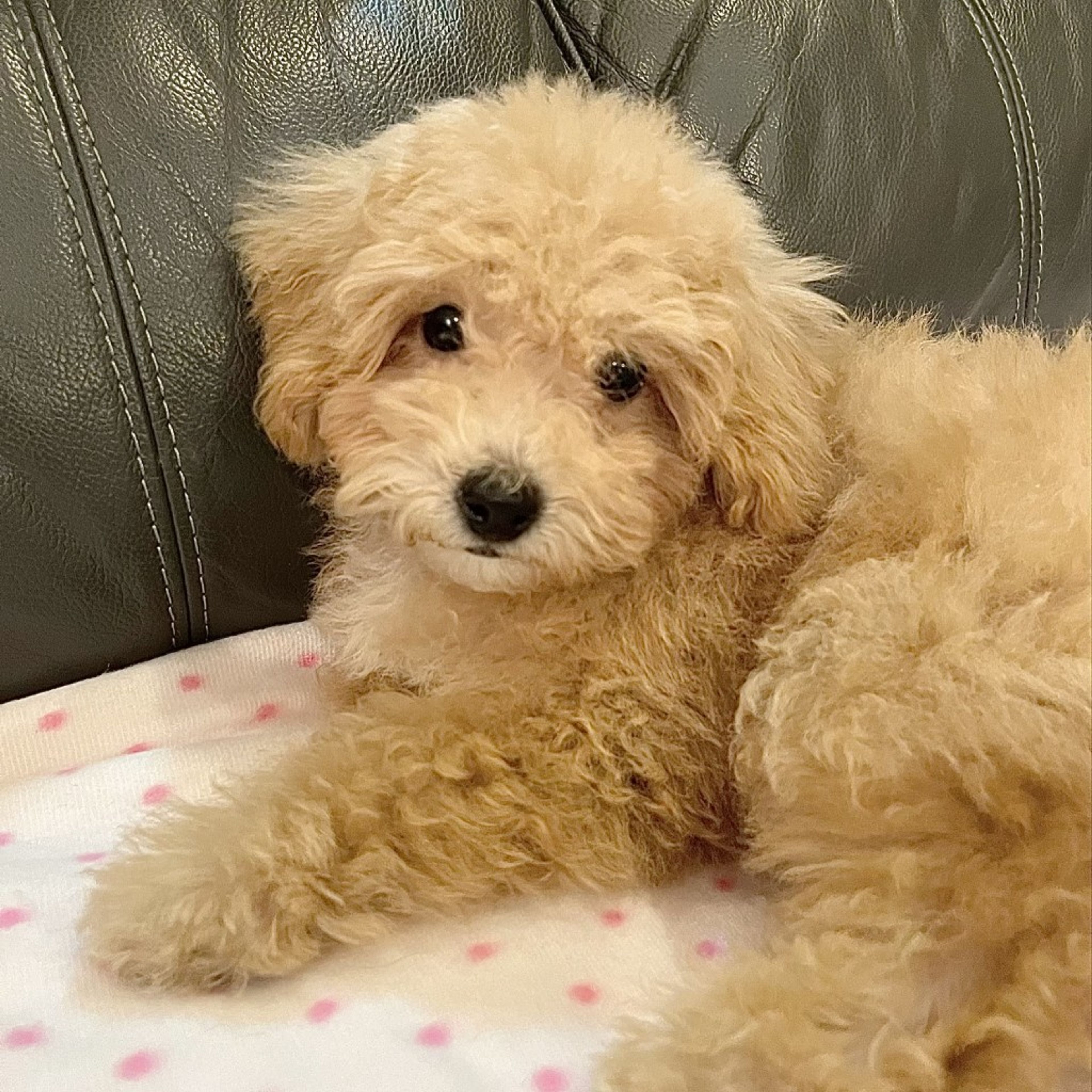 pet-image-6