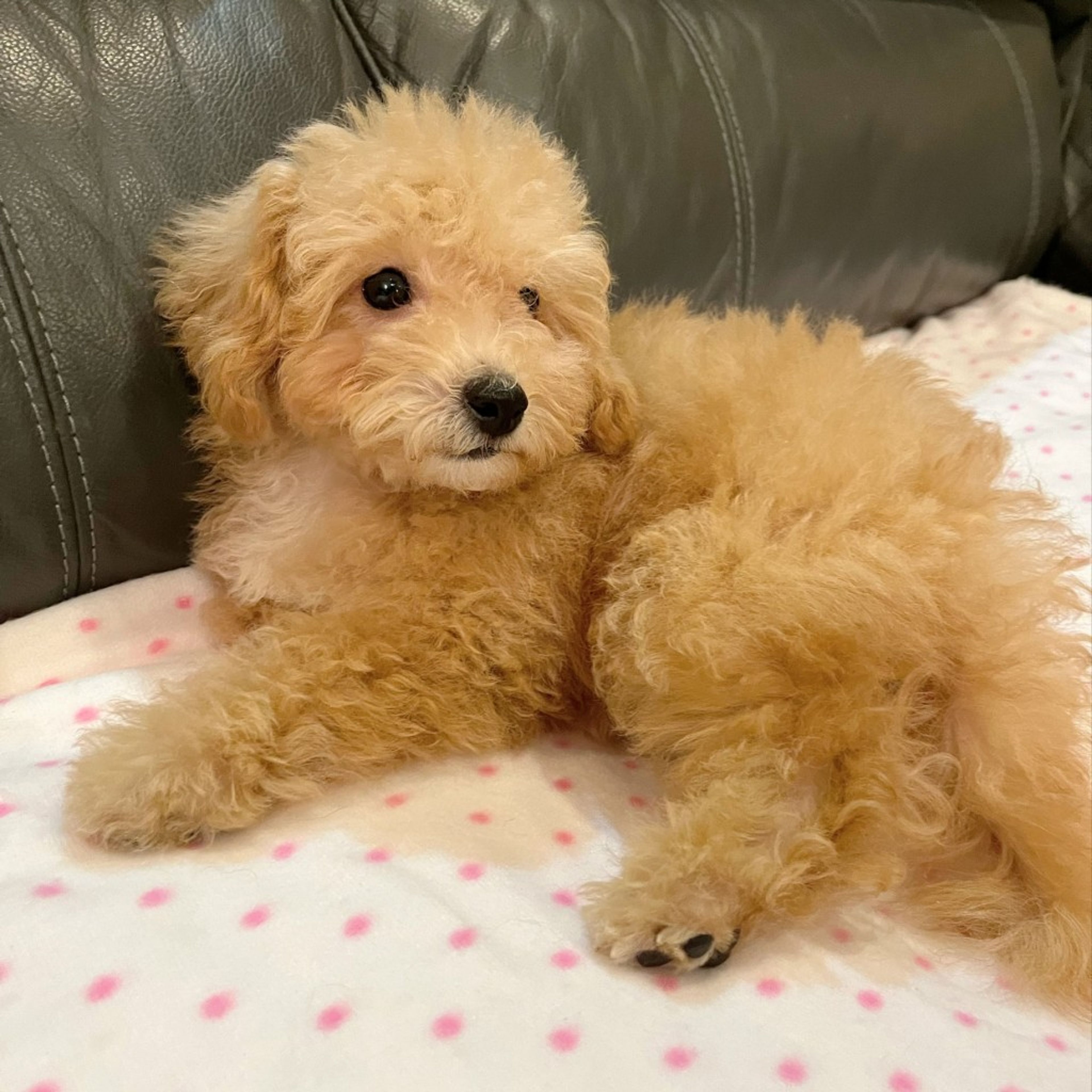 pet-image-7