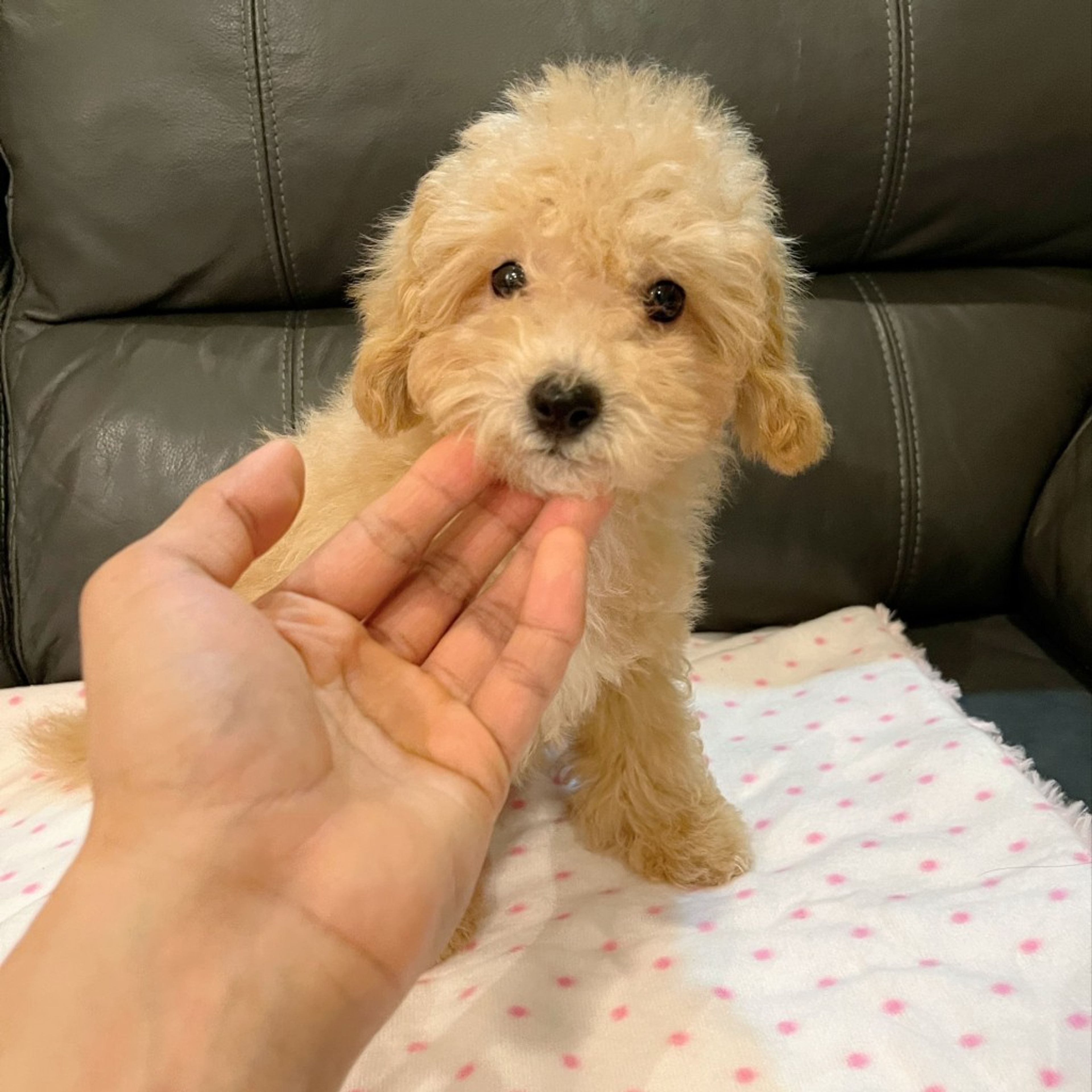 pet-image-5