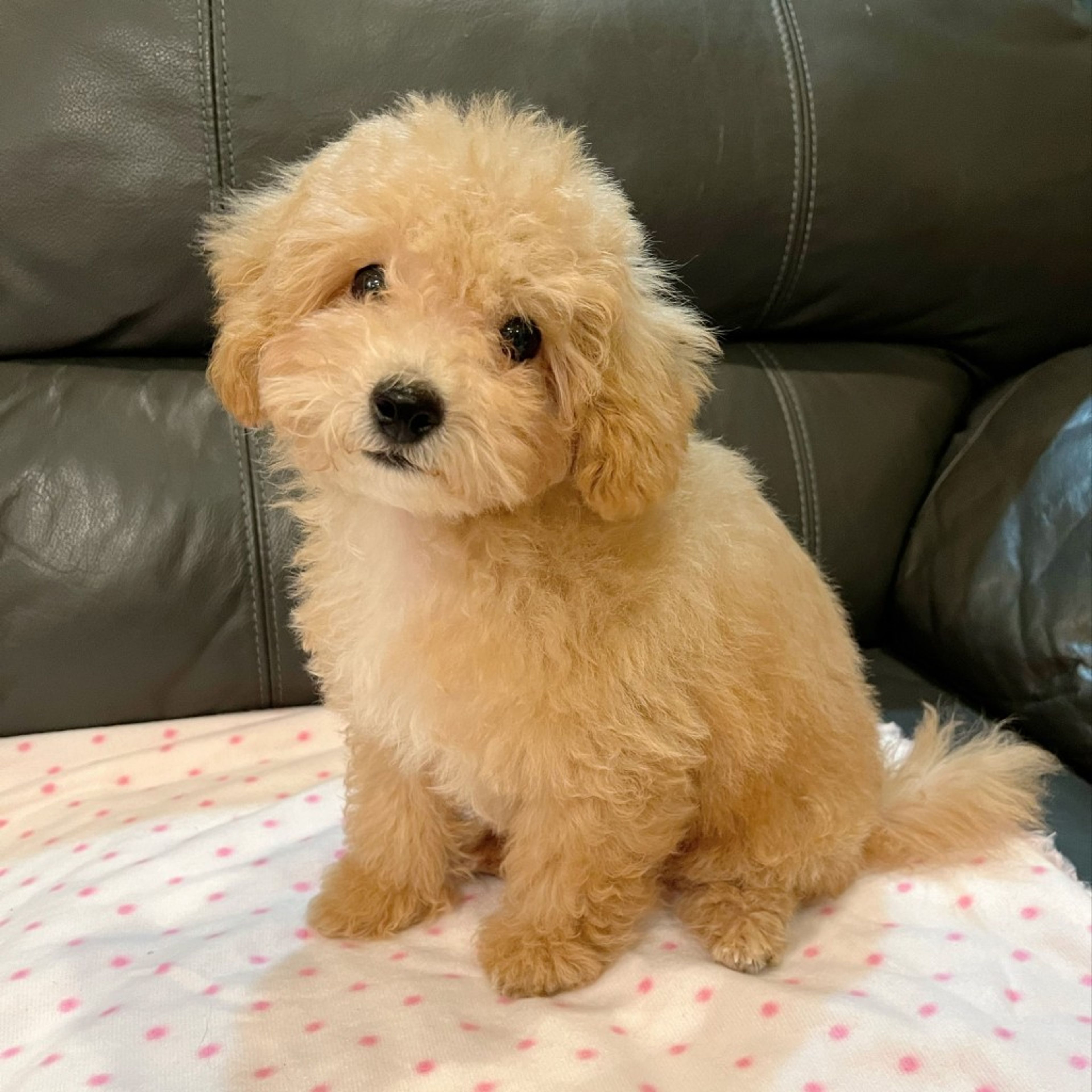 雑種（ミックス犬）・オスの里親募集の写真