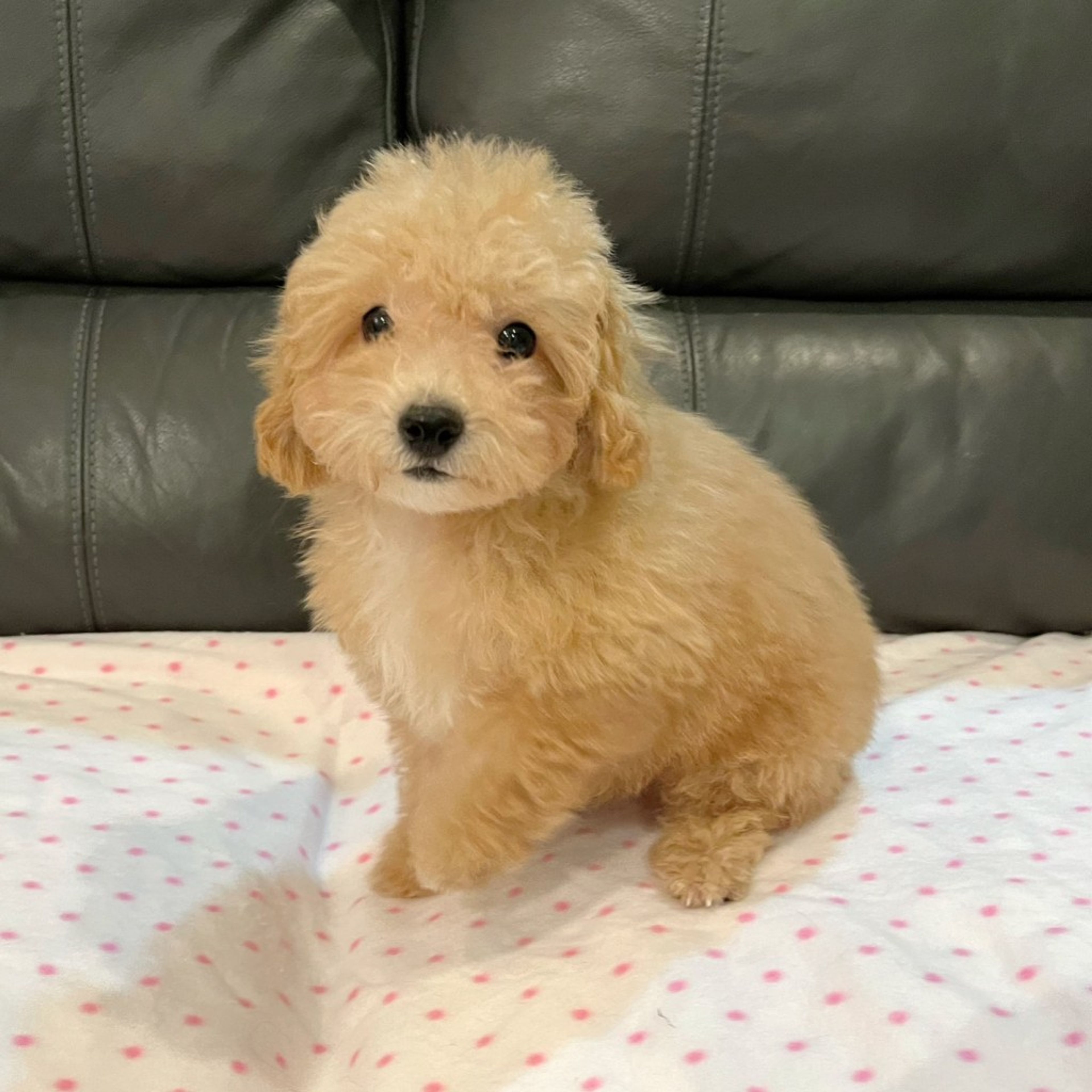 pet-image-2