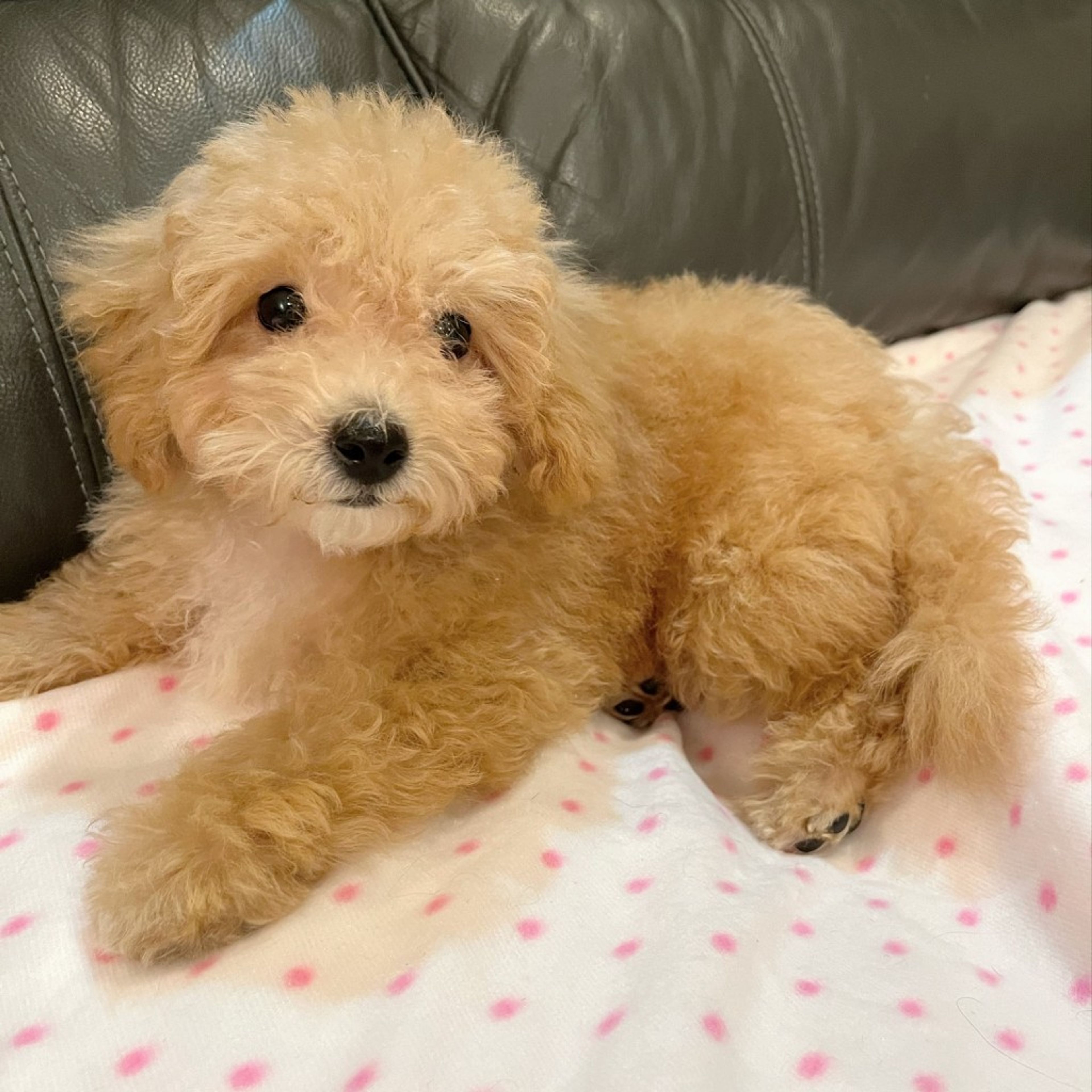 pet-image-3
