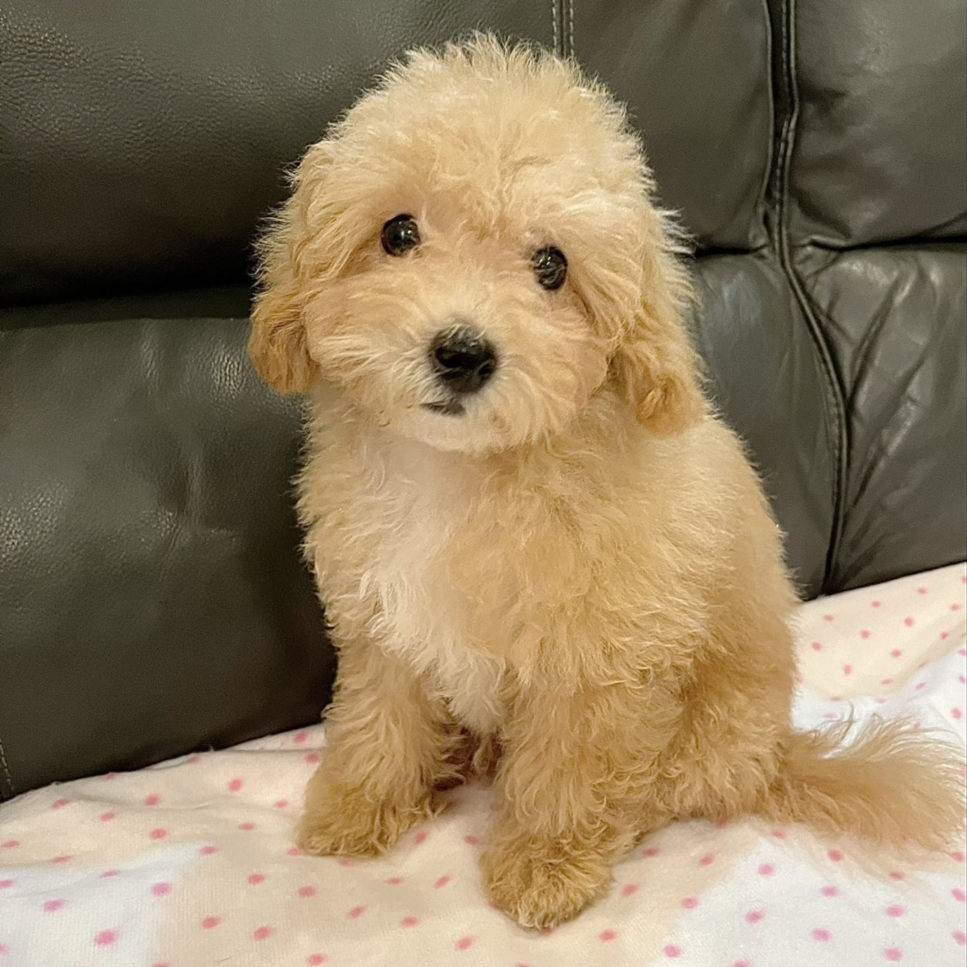 pet-image-4