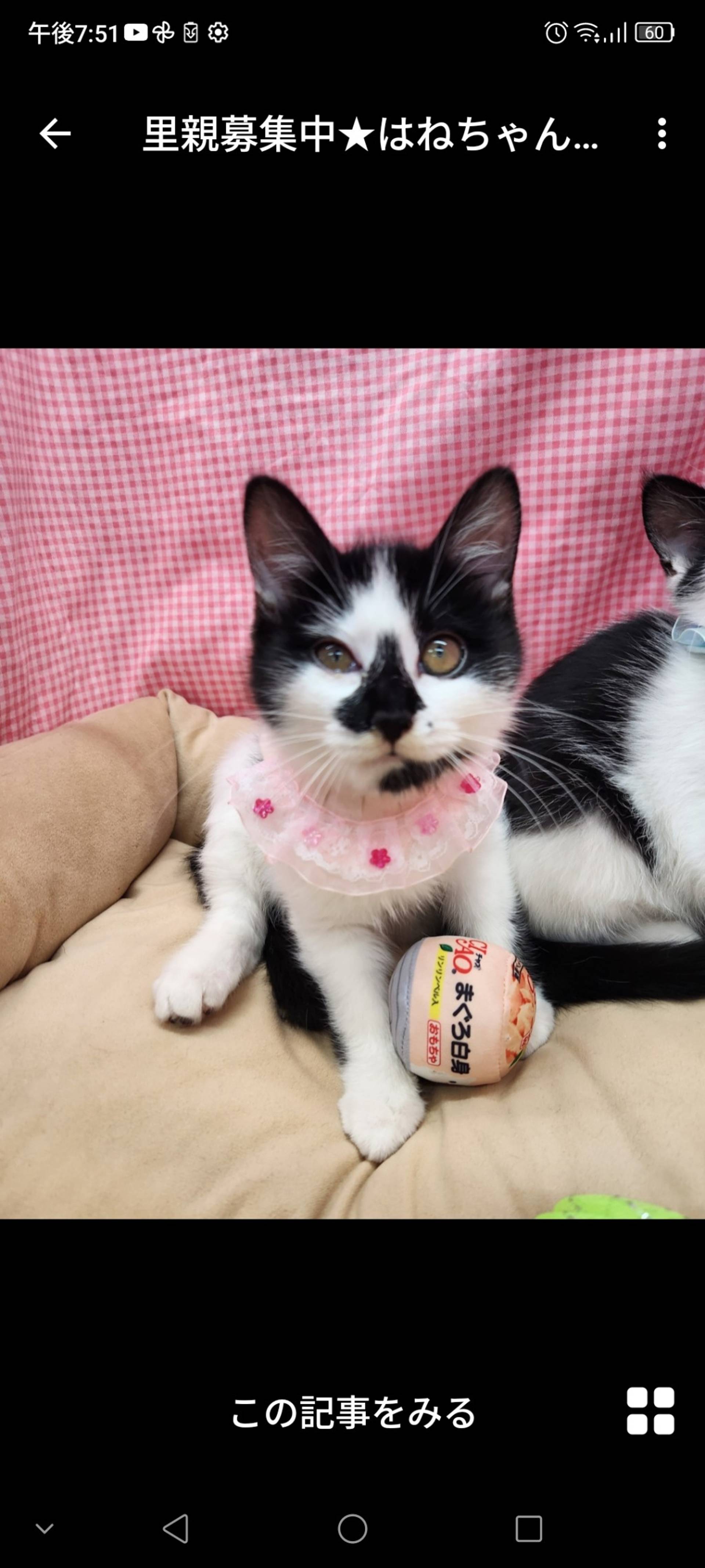 雑種（ミックス猫）・メスの里親募集の写真