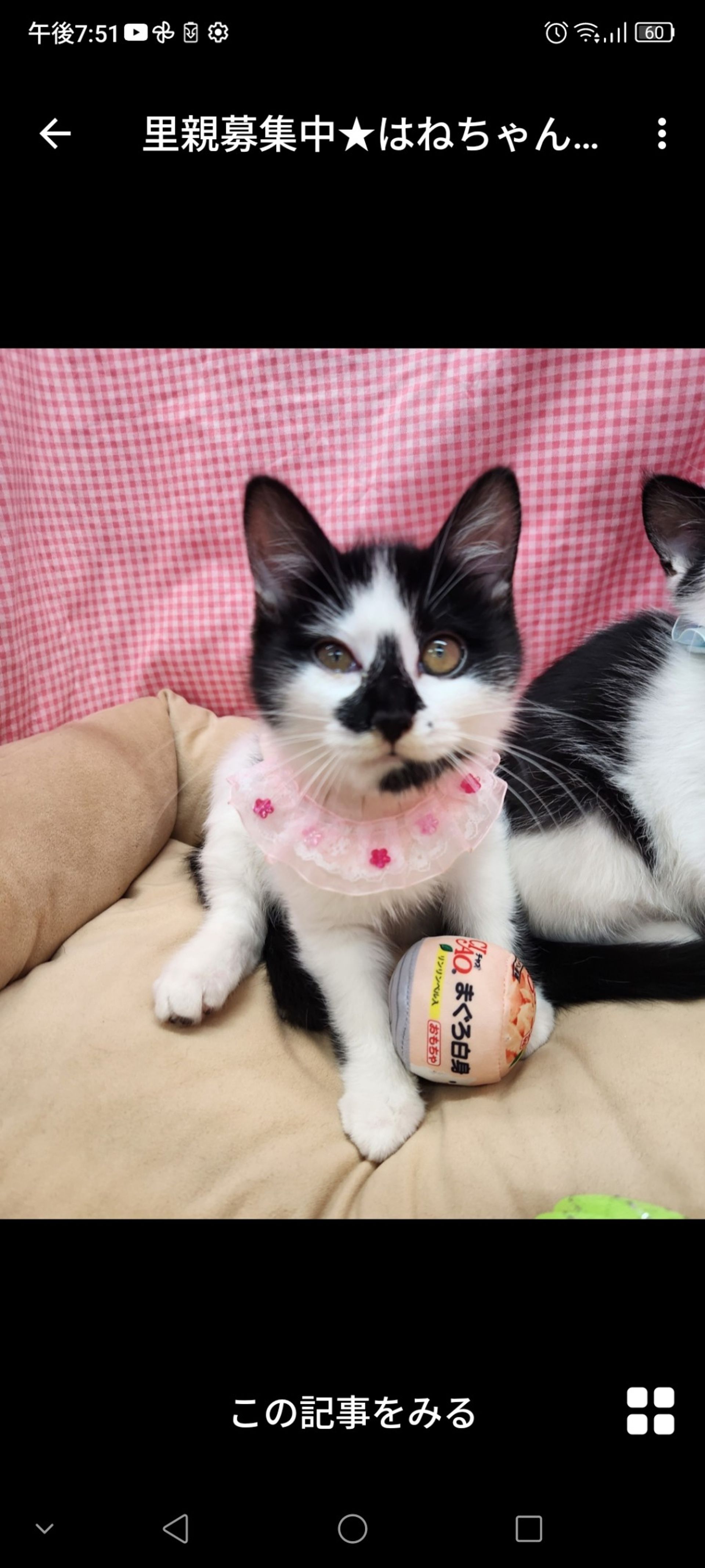 雑種（ミックス猫）・メスの里親募集の写真
