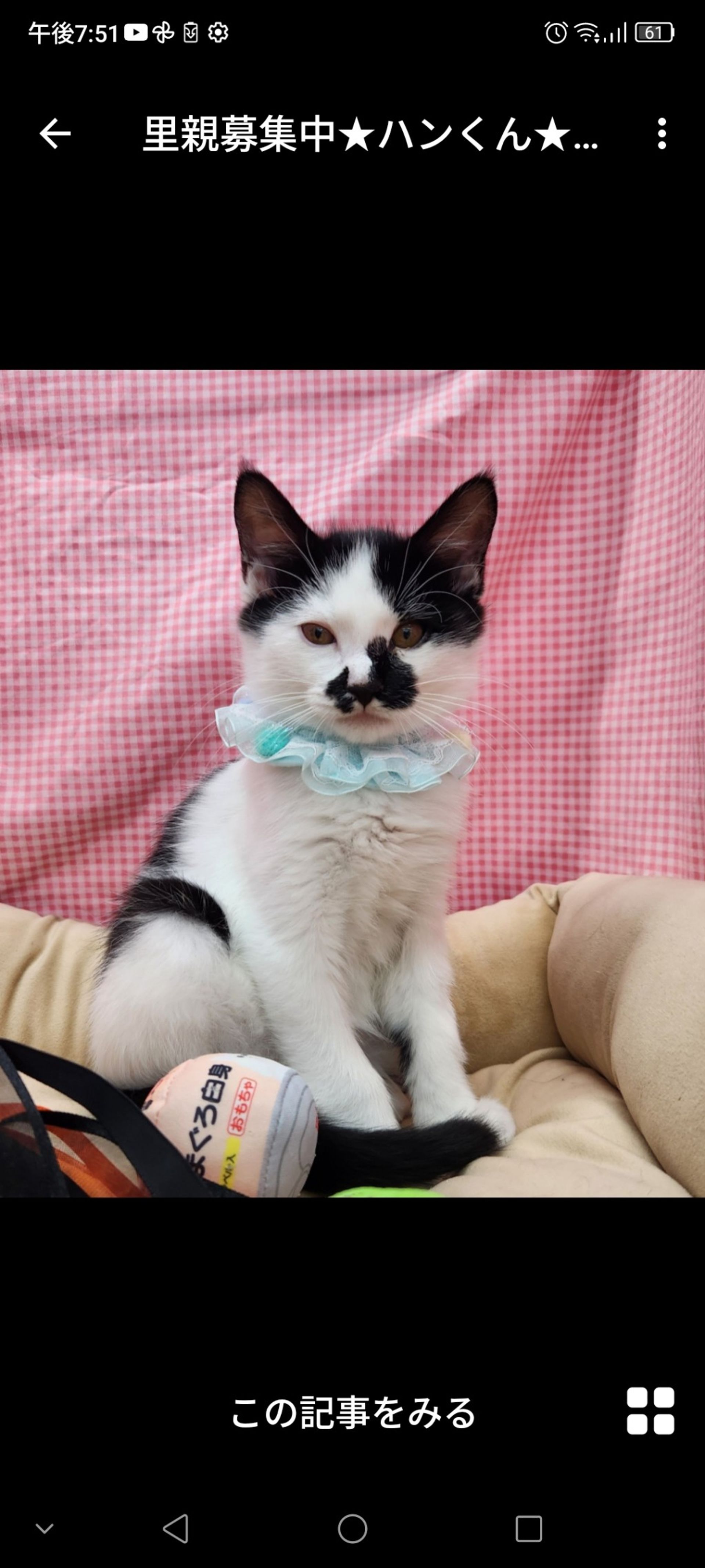 雑種（ミックス猫）・オスの里親募集の写真