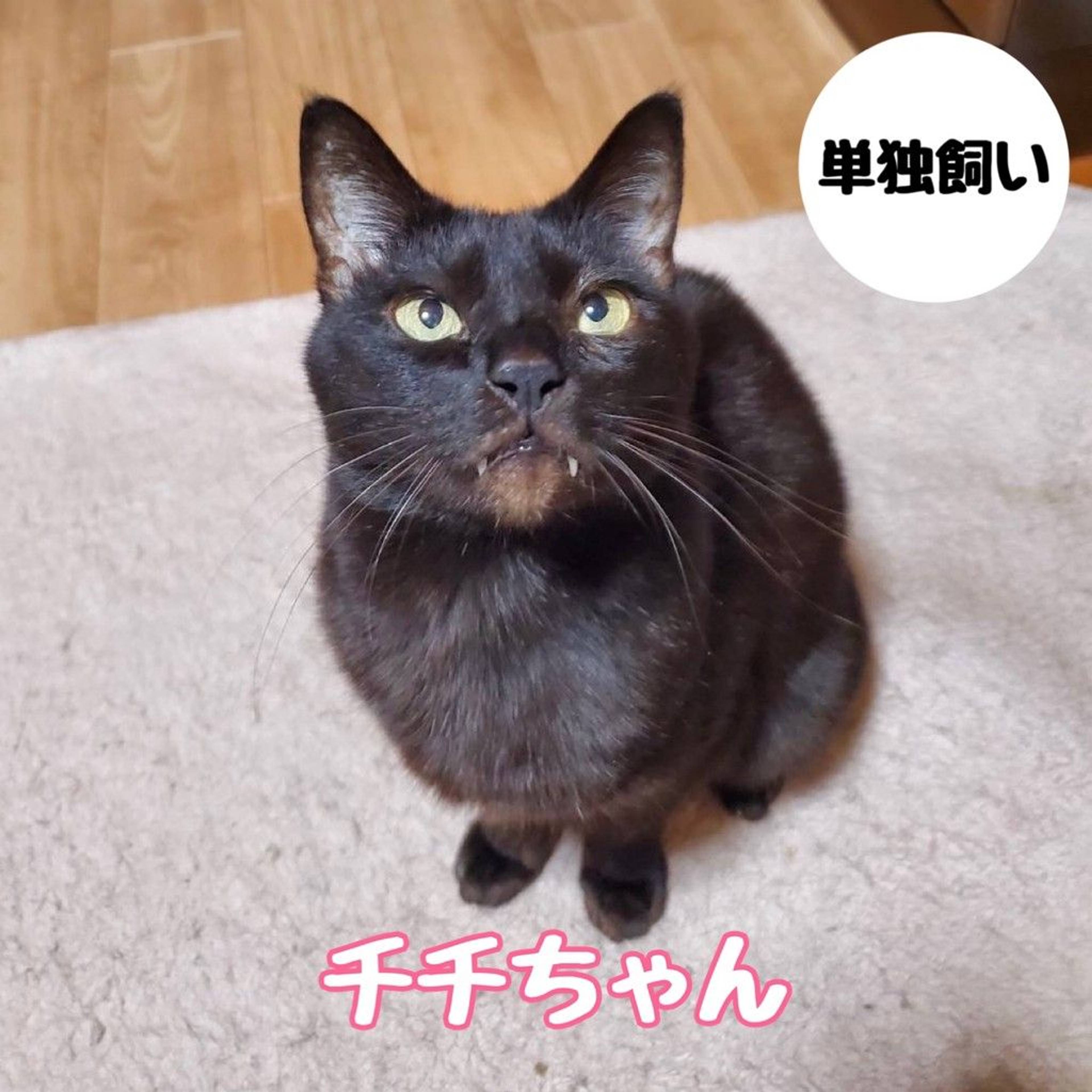 雑種（ミックス猫）・メスの里親募集の写真
