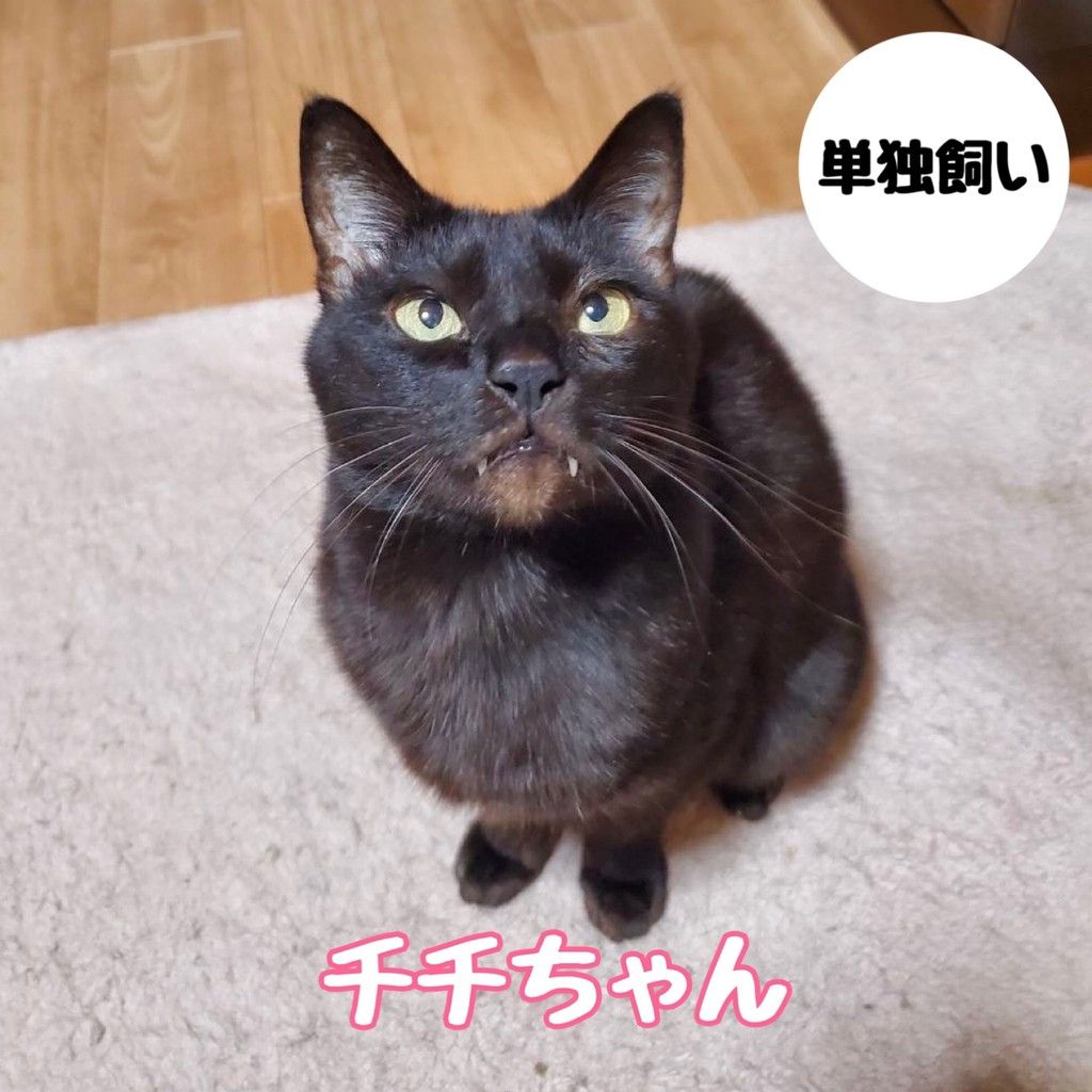 雑種（ミックス猫）・メスの里親募集の写真