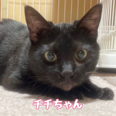 チチの写真