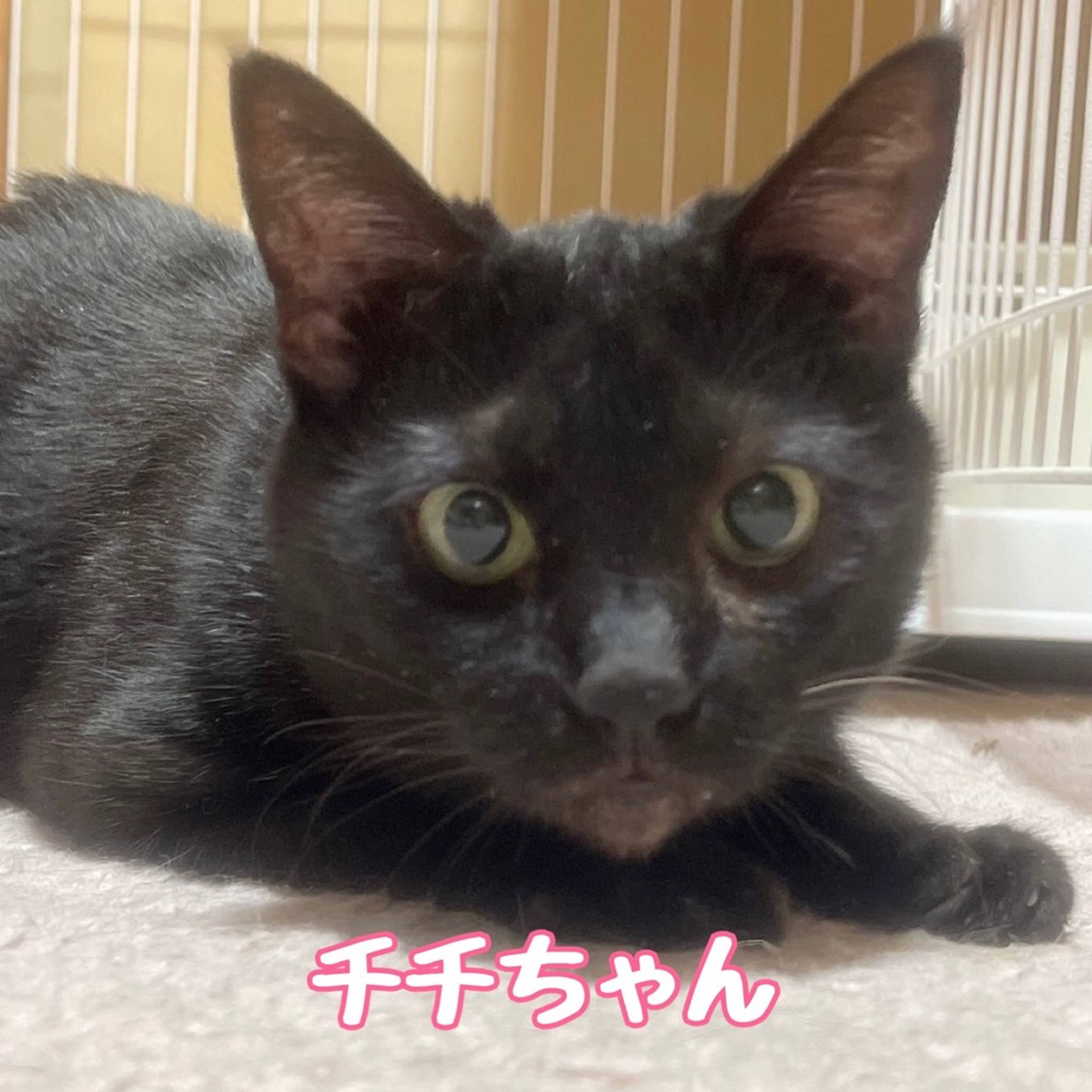 雑種（ミックス猫）・メスの里親募集の写真