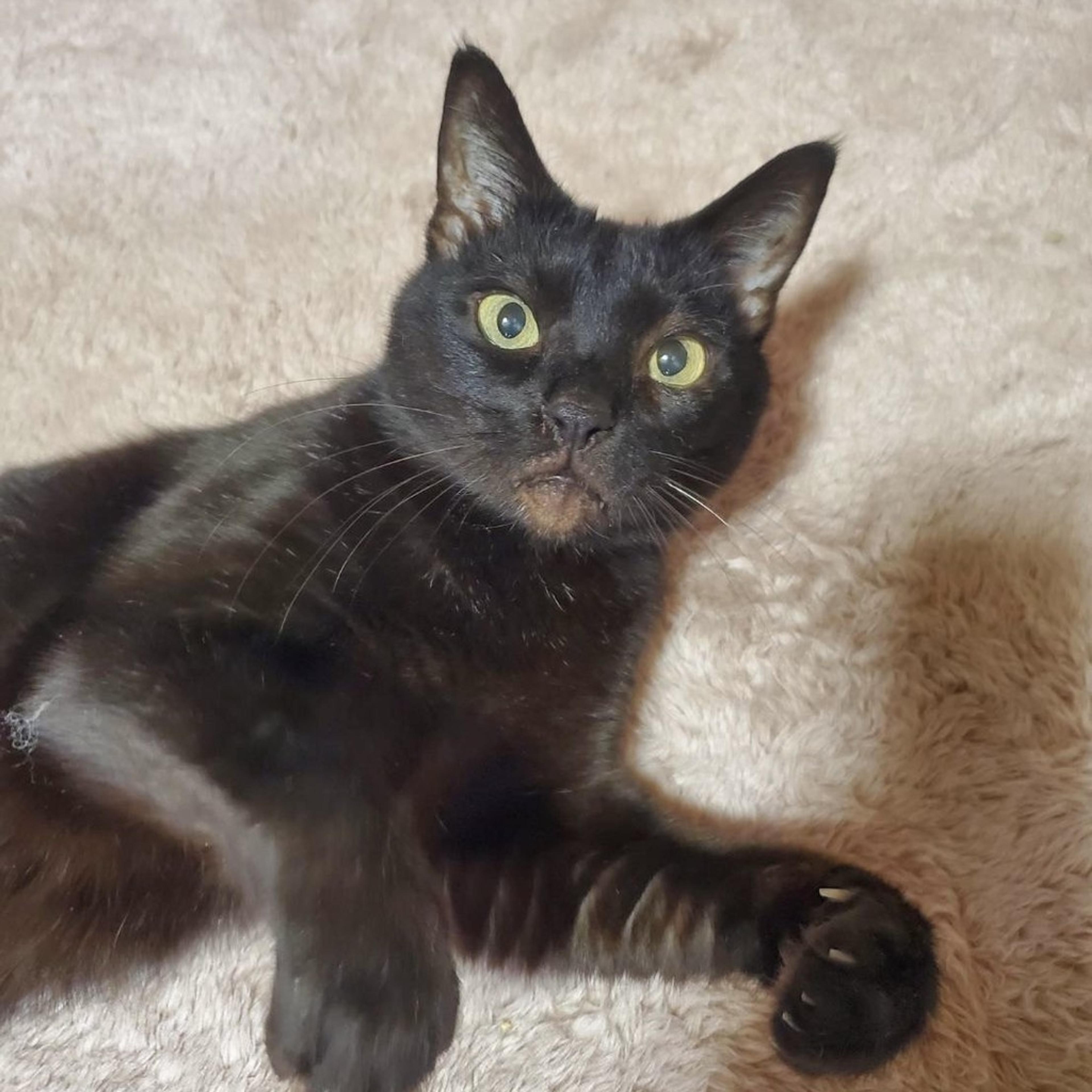 pet-image-2