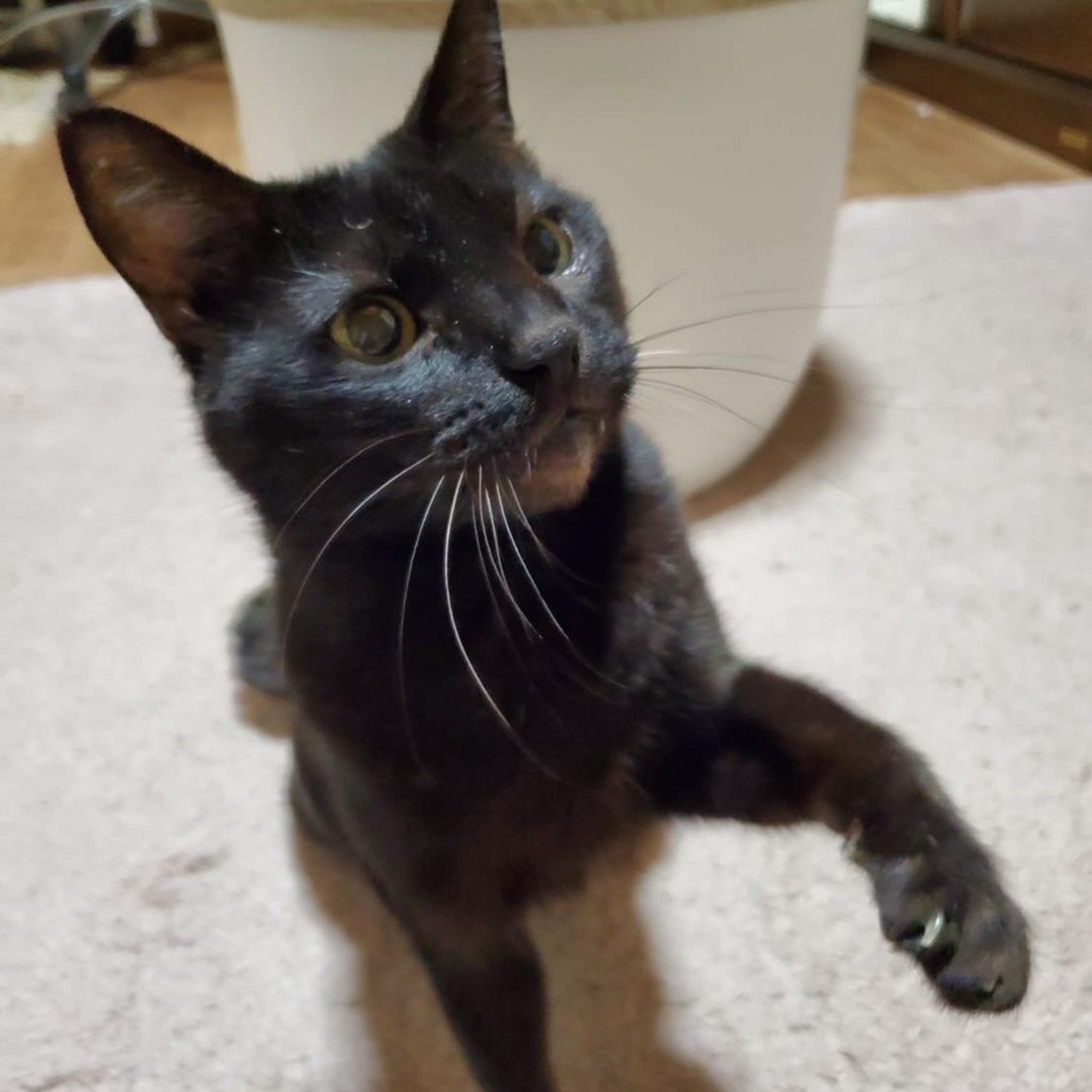 pet-image-3