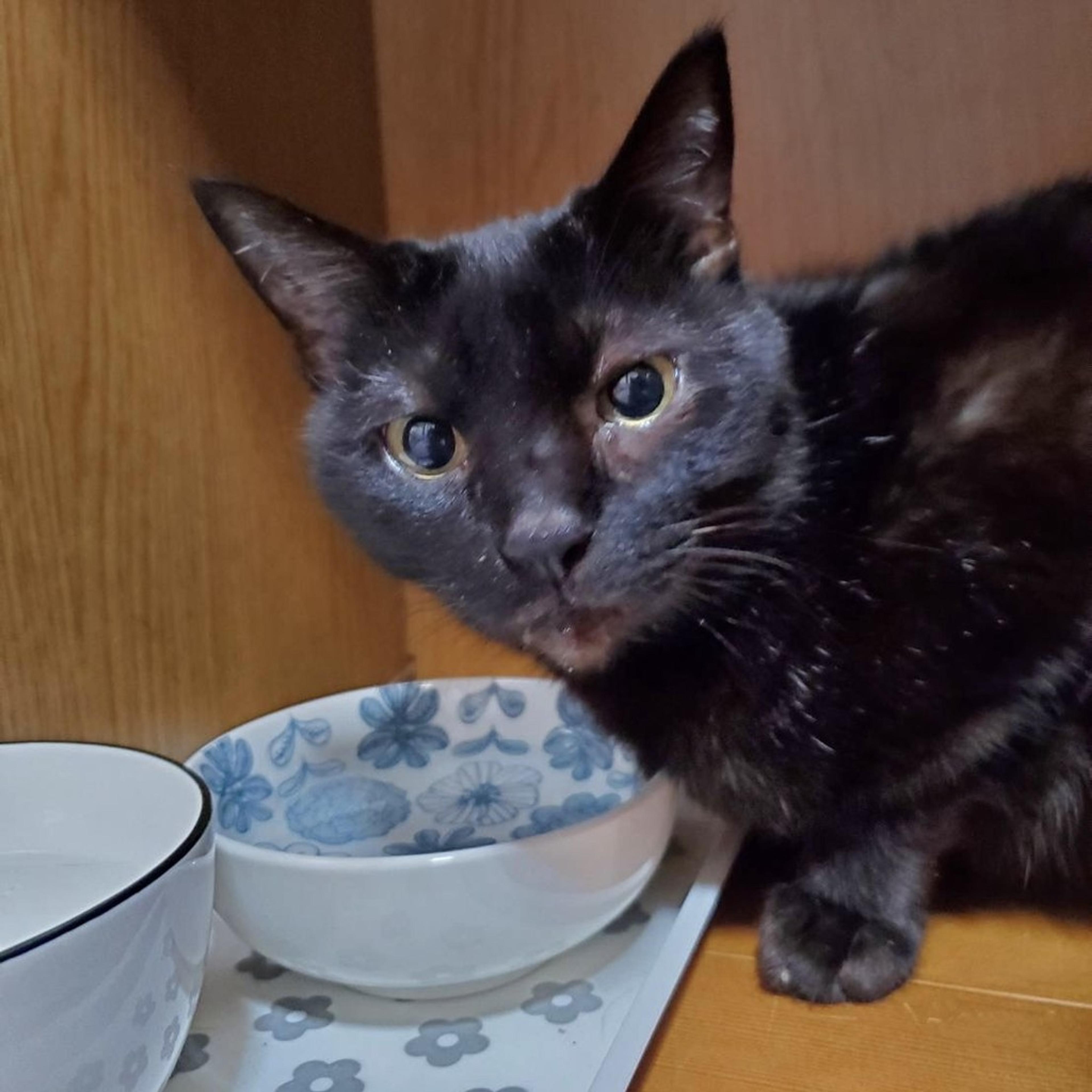 pet-image-4