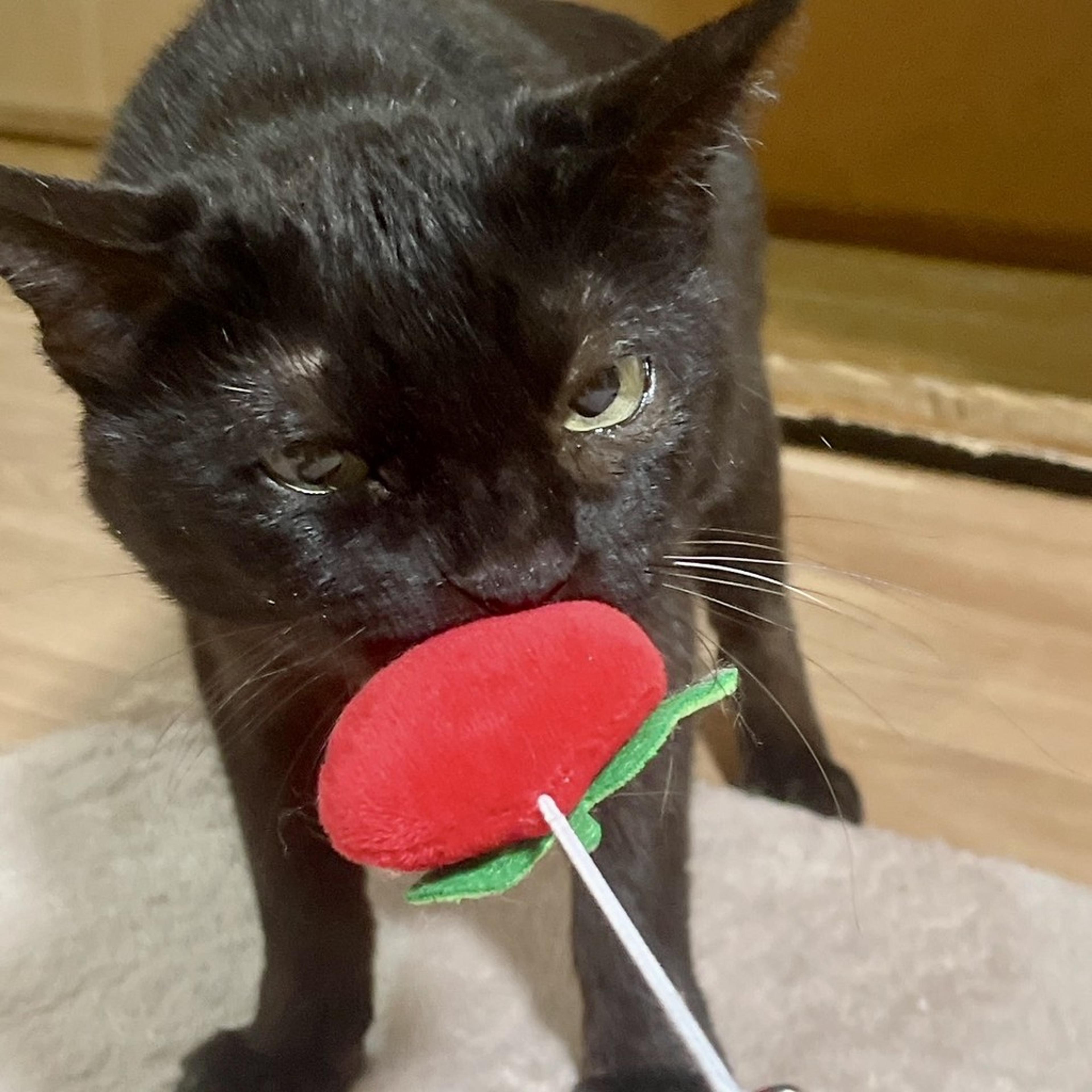 pet-image-5