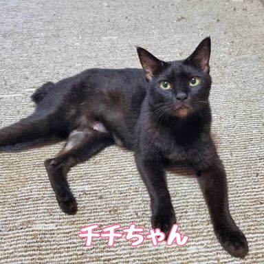 チチ