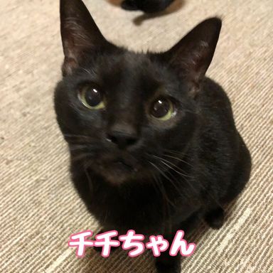 チチ