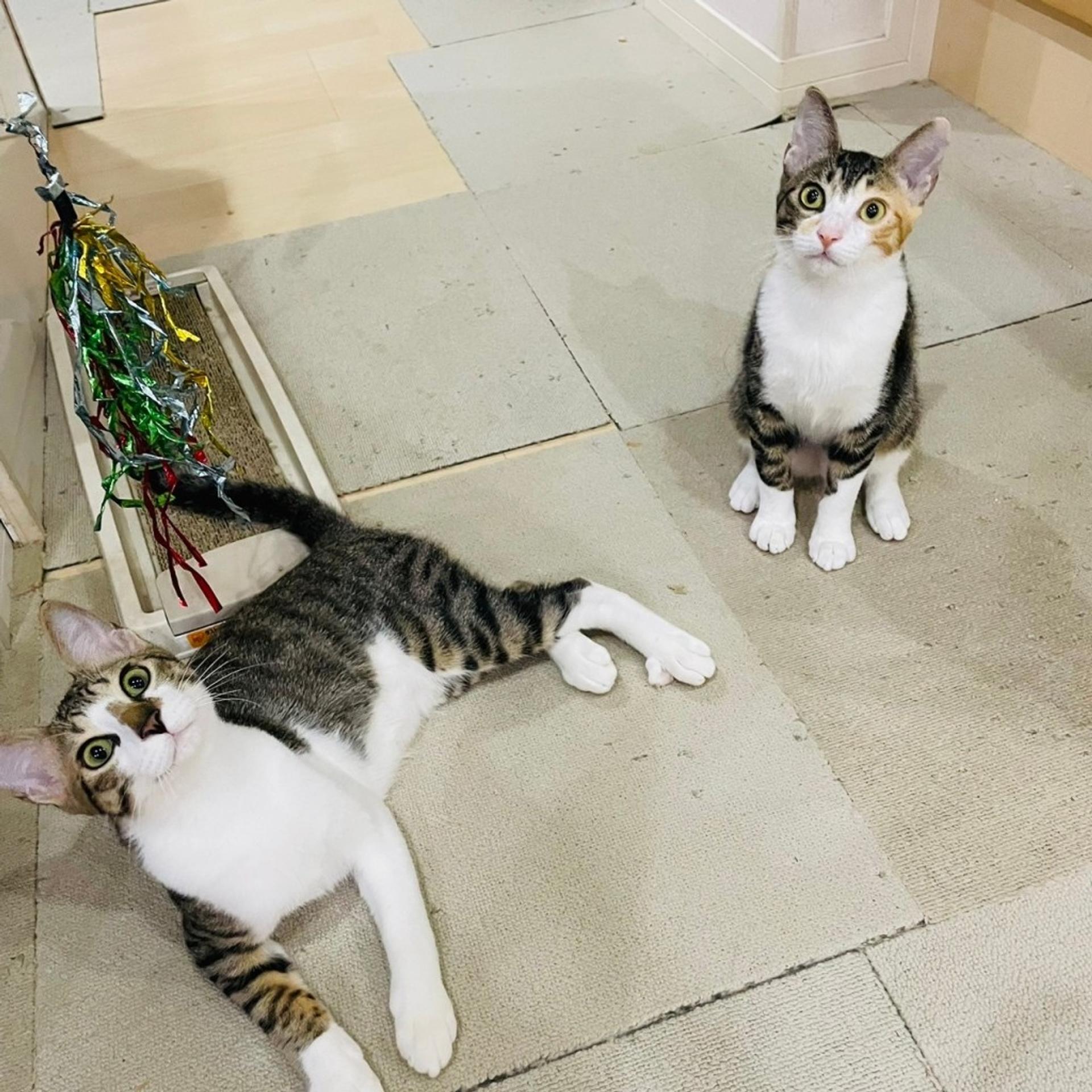 pet-image-9