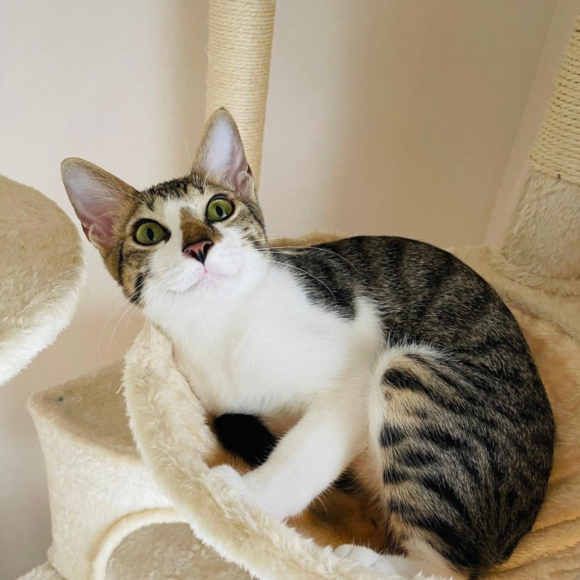 pet-image-6