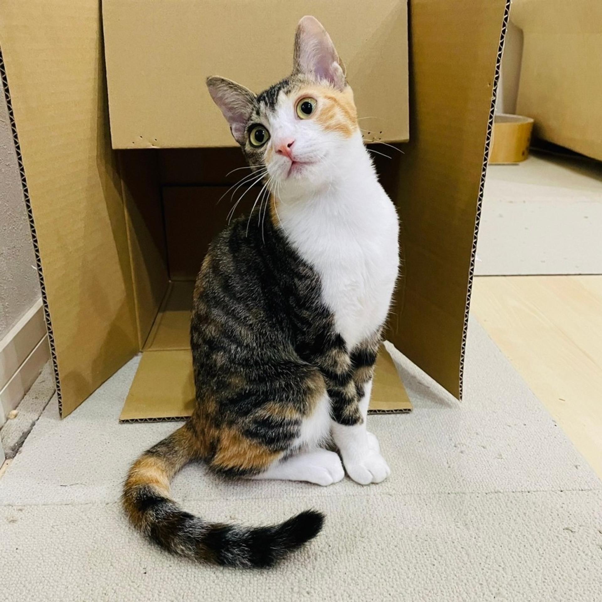 pet-image-7