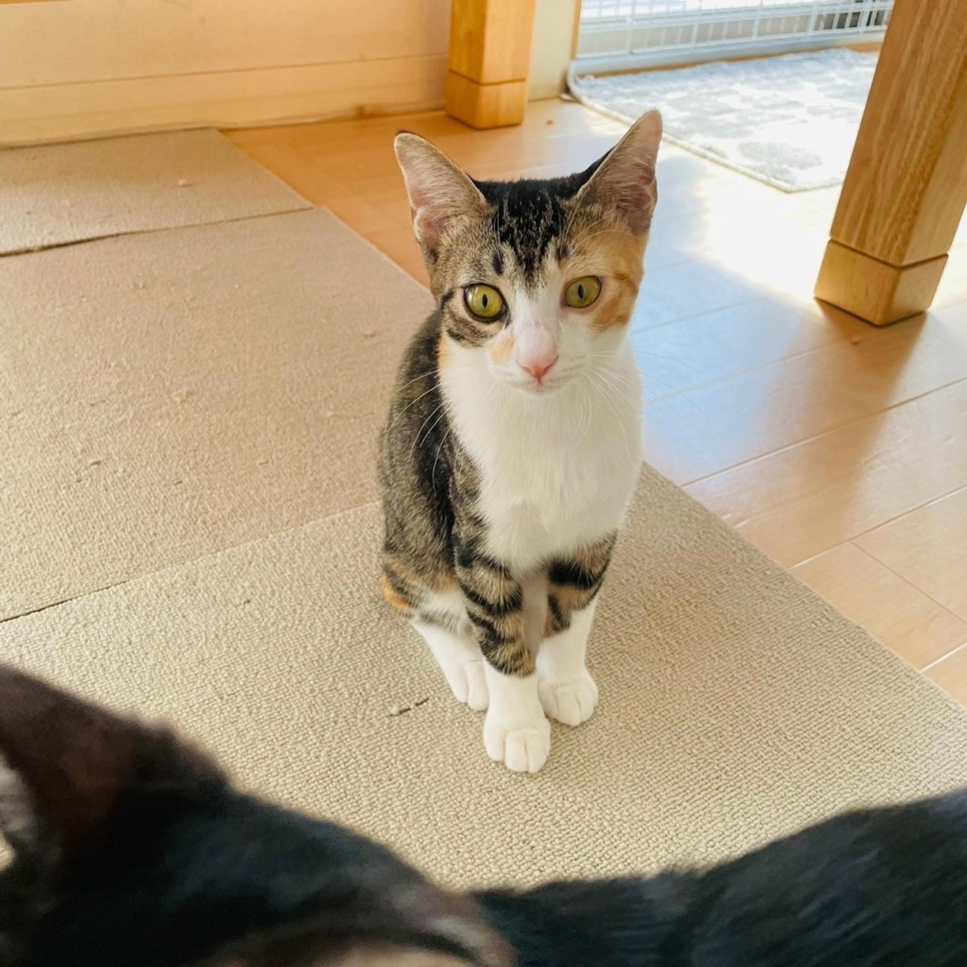 pet-image-5