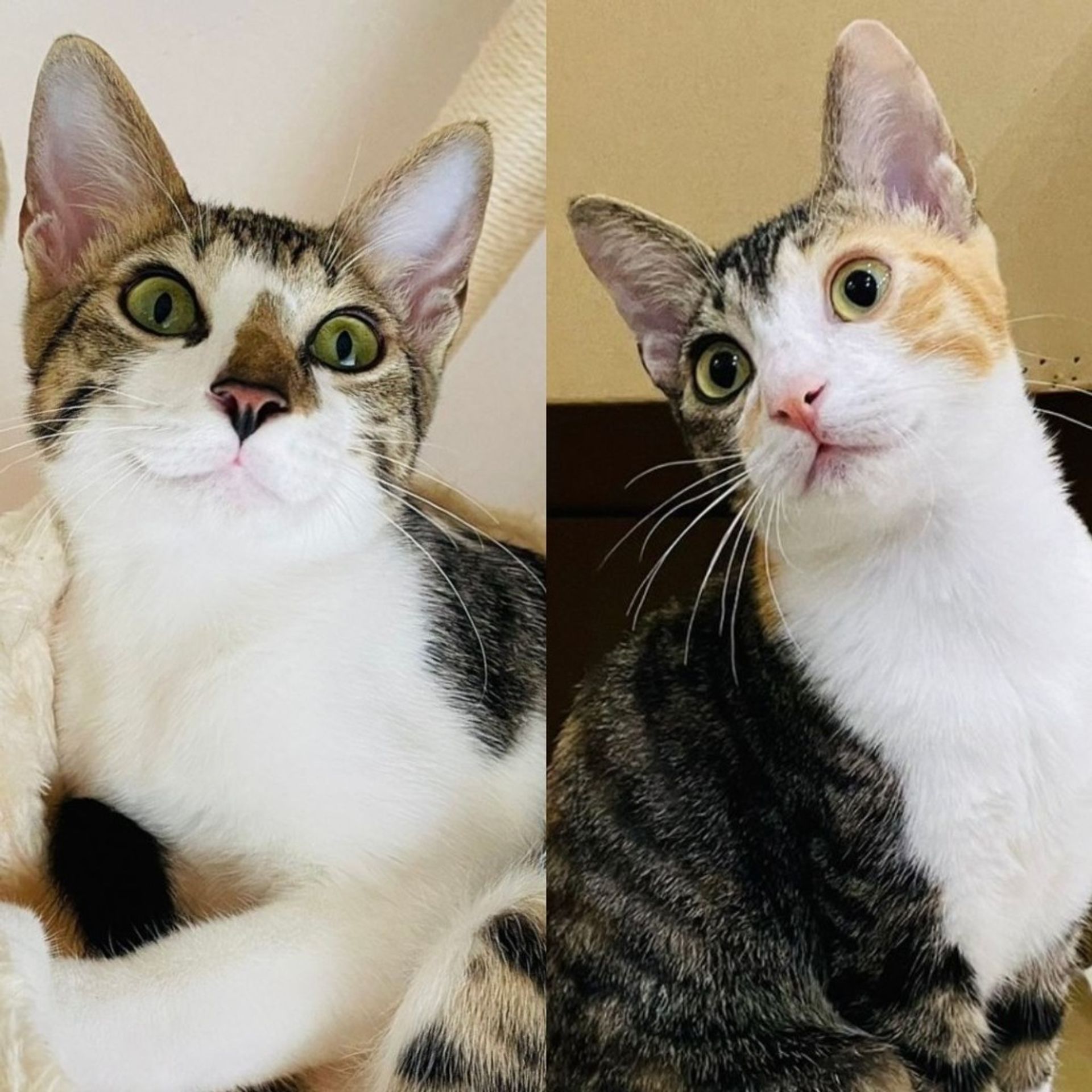 雑種（ミックス猫）・オスの里親募集の写真
